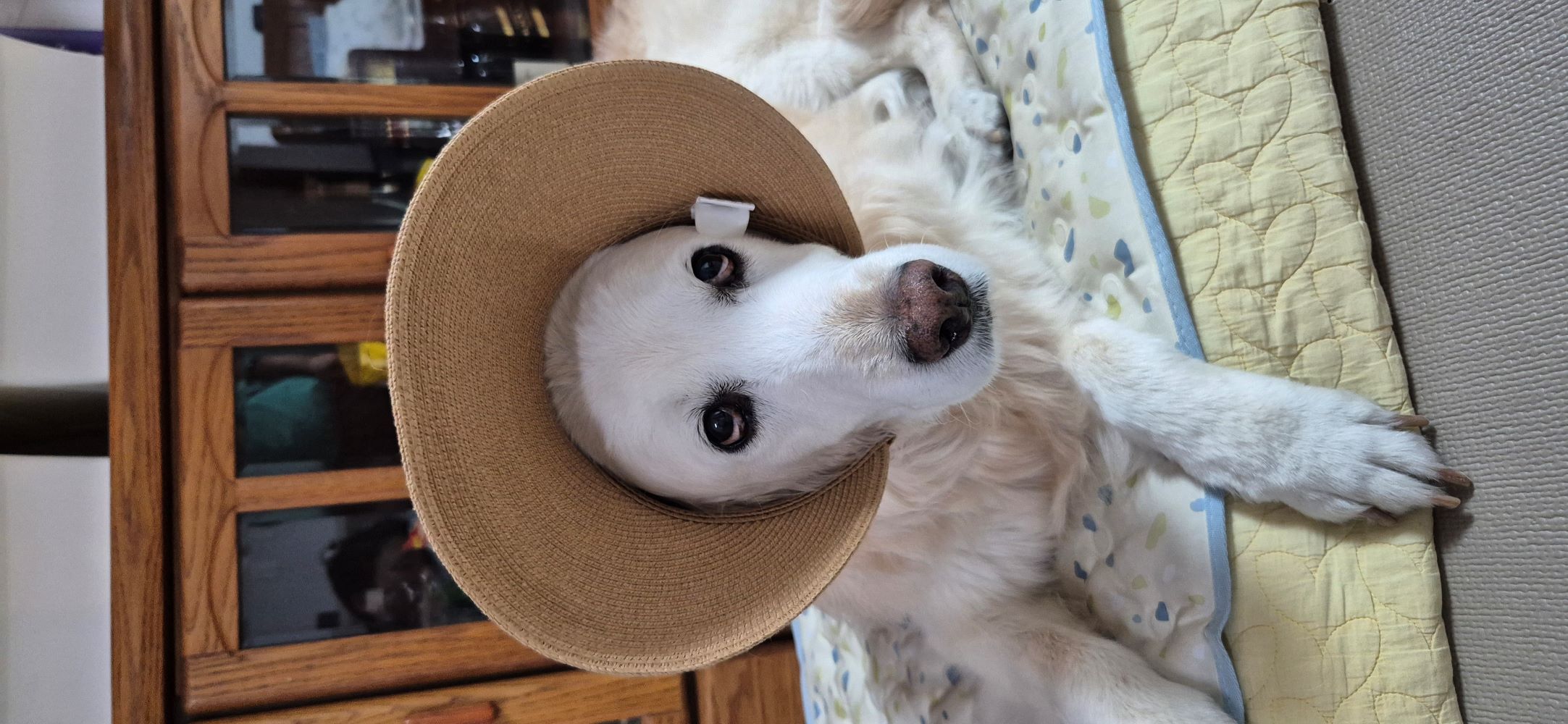 (호박) 호박이가 혼자 소풍을 떠났습니다.