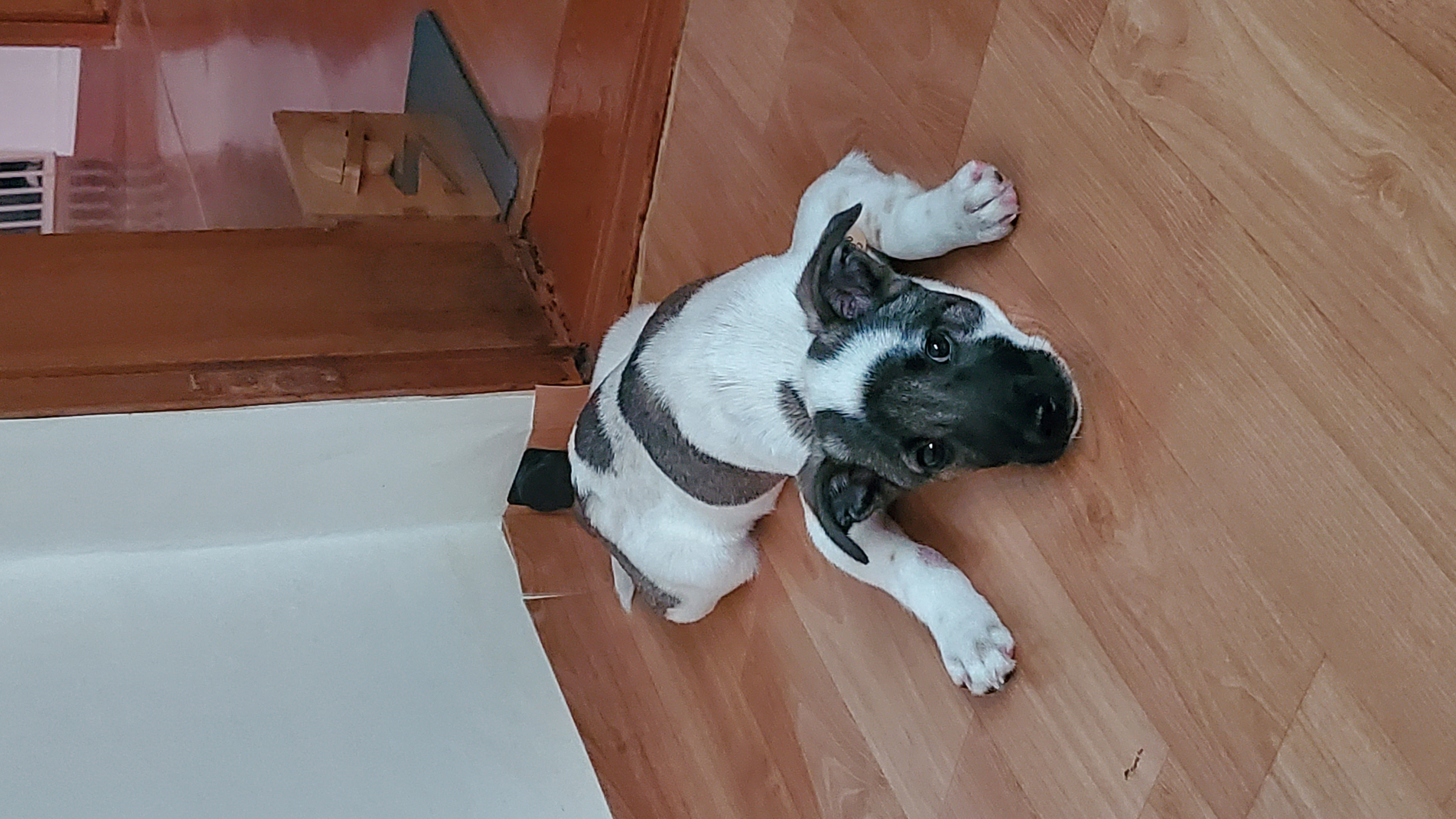 레레(빵야) 한달 😁