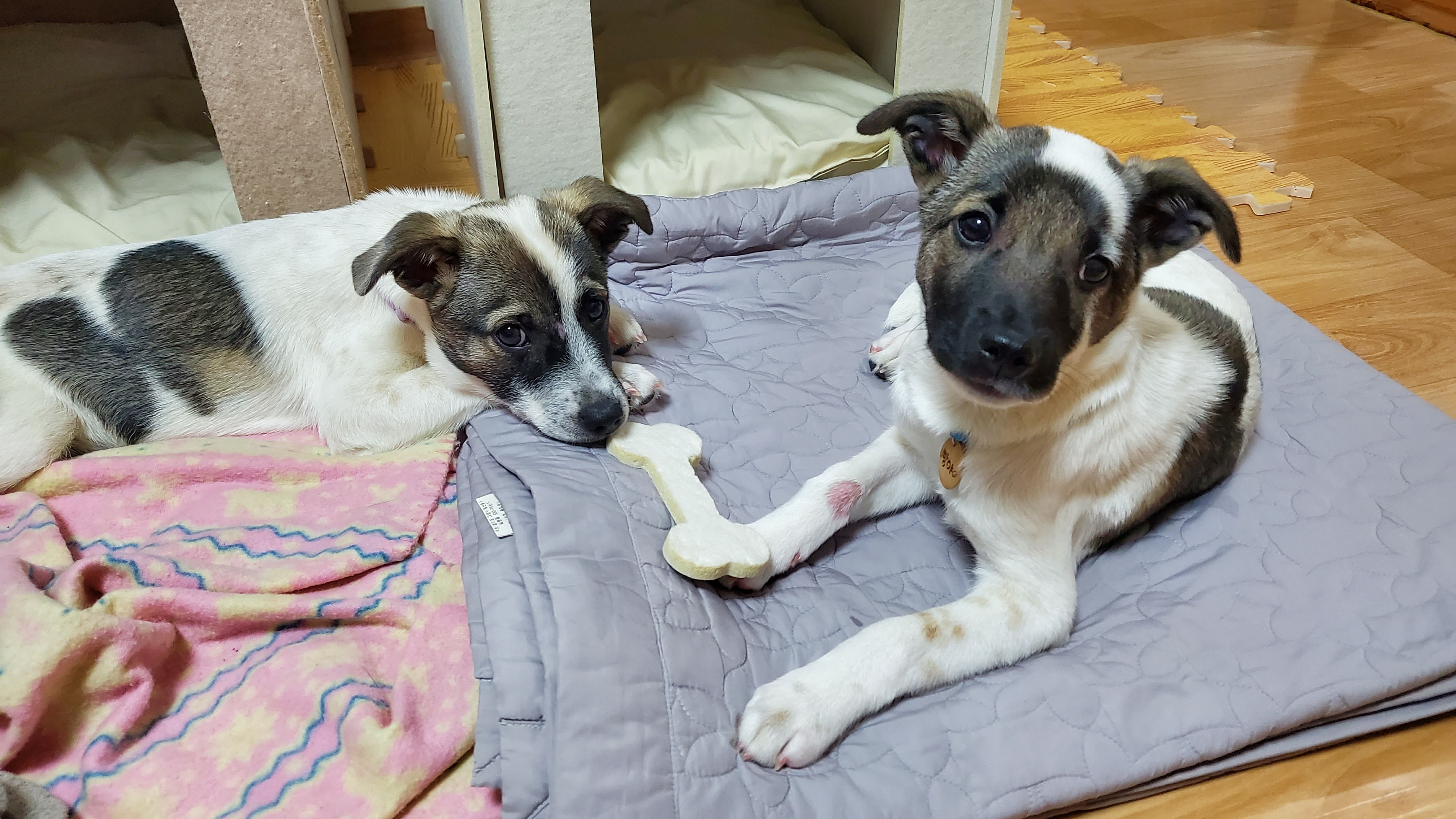 레레(빵야) 한달 😁