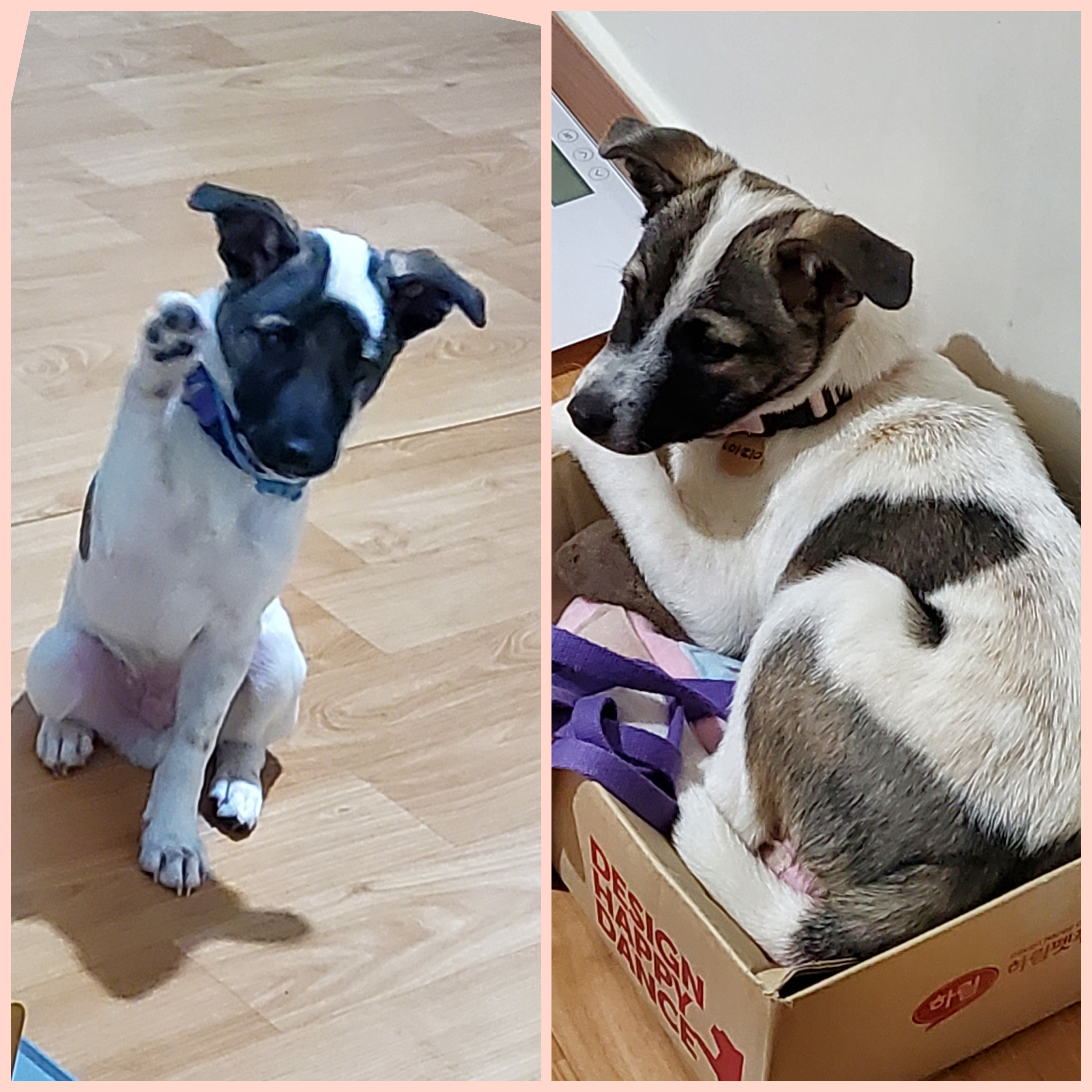 레레(빵야) 한달 😁