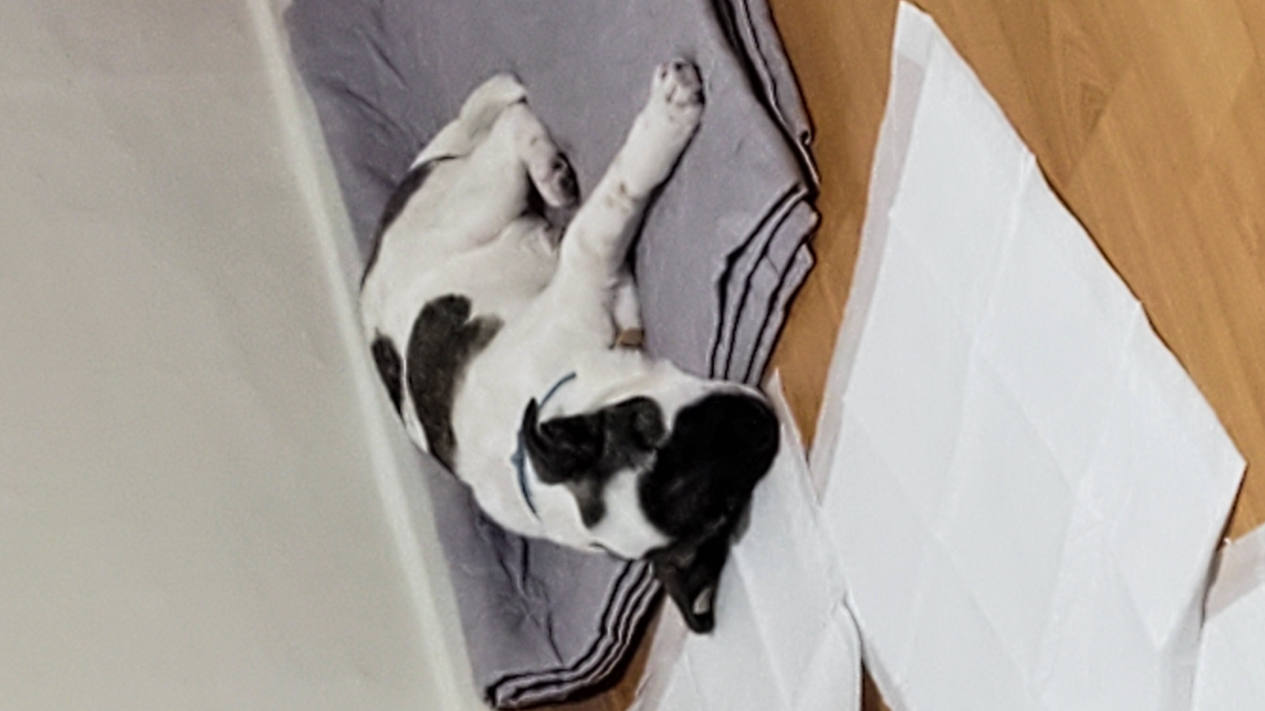 레레(빵야) 한달 😁