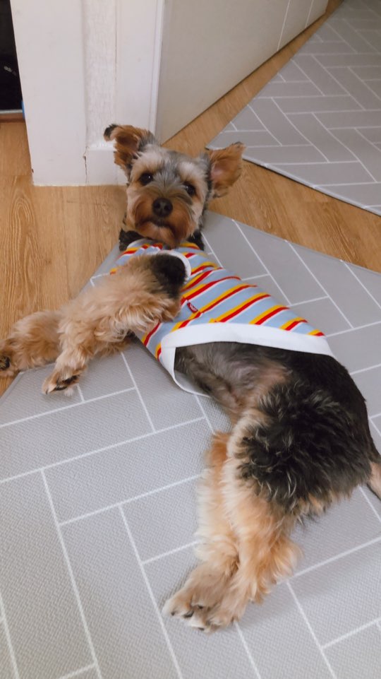 (구 해피)몽구 6개월차... 몽구가 하늘나라에 갔습니다  슬픈소식전해드립니다... 