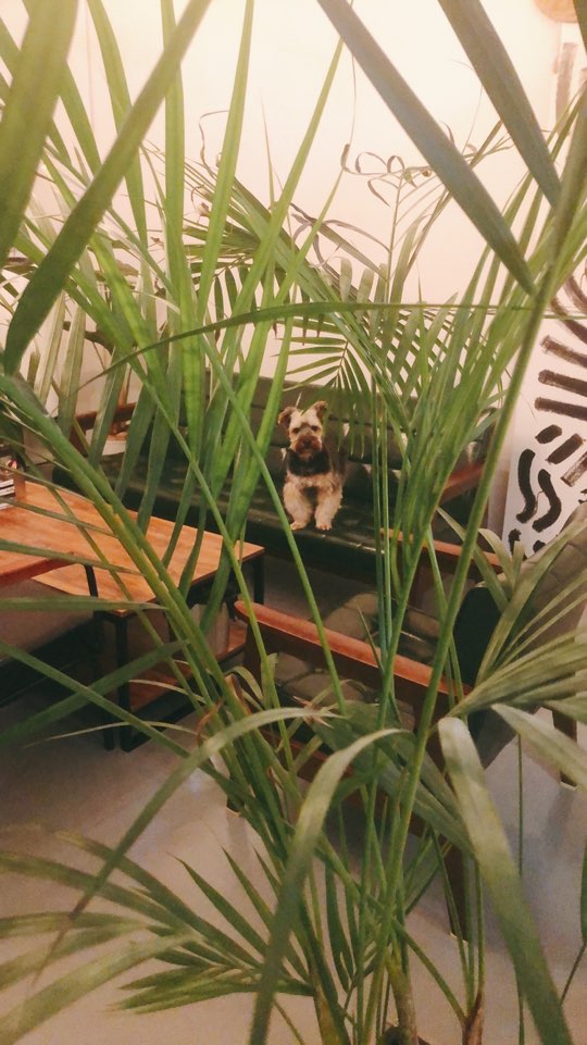 (구 해피)몽구 6개월차... 몽구가 하늘나라에 갔습니다  슬픈소식전해드립니다... 