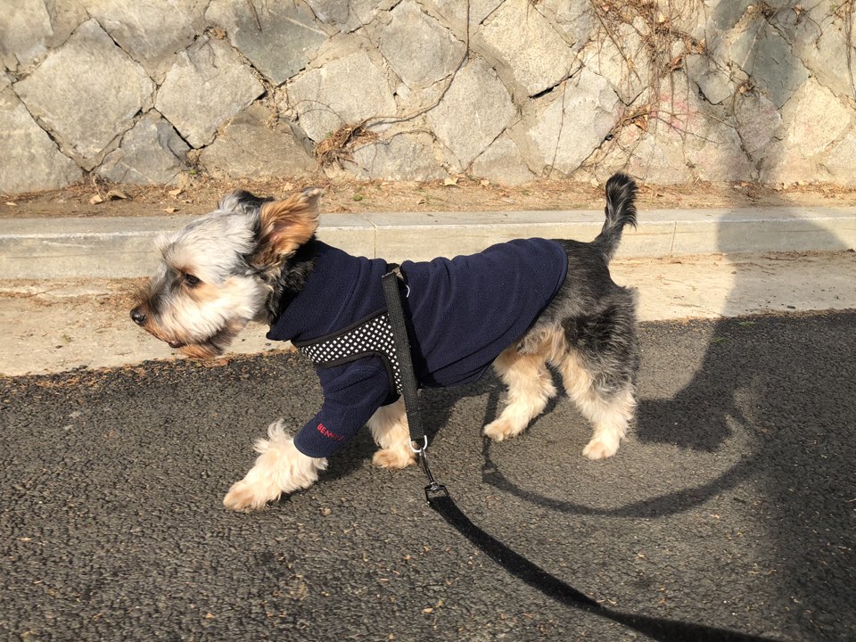 (구 해피)몽구 6개월차... 몽구가 하늘나라에 갔습니다  슬픈소식전해드립니다... 