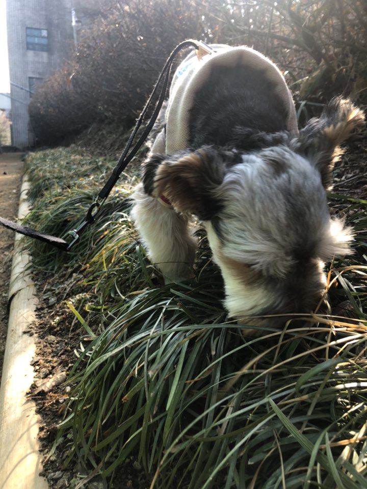 (구 해피)몽구 6개월차... 몽구가 하늘나라에 갔습니다  슬픈소식전해드립니다... 