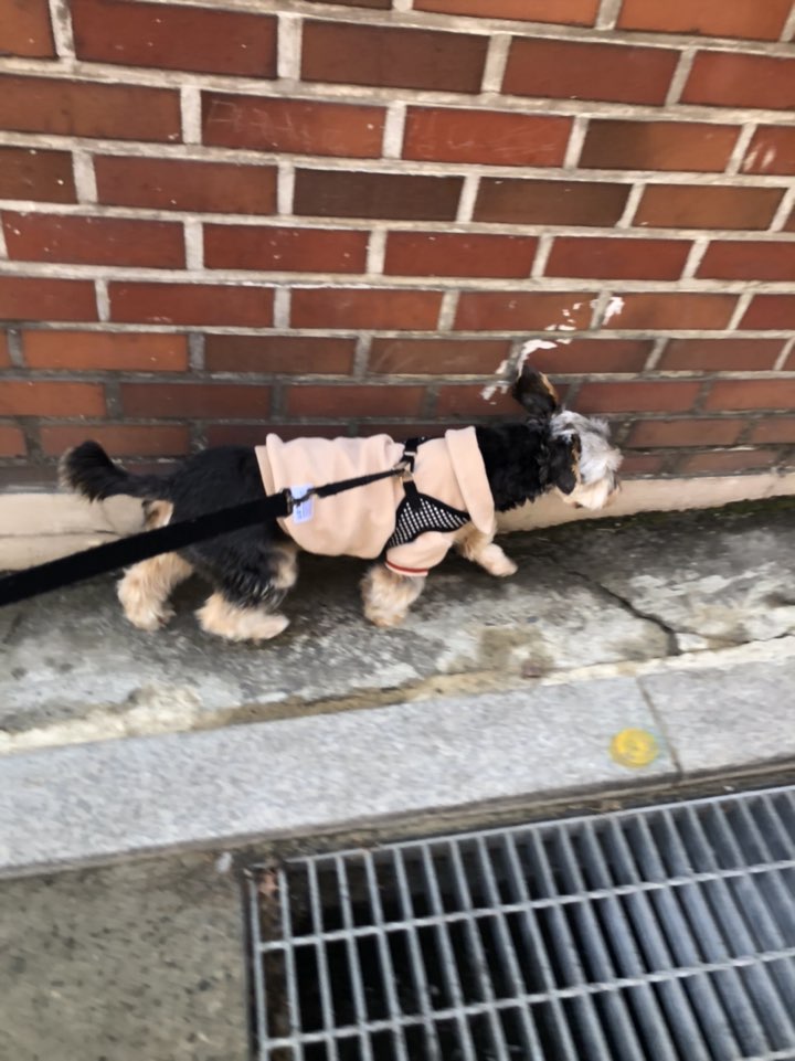 (구 해피)몽구 6개월차... 몽구가 하늘나라에 갔습니다  슬픈소식전해드립니다... 