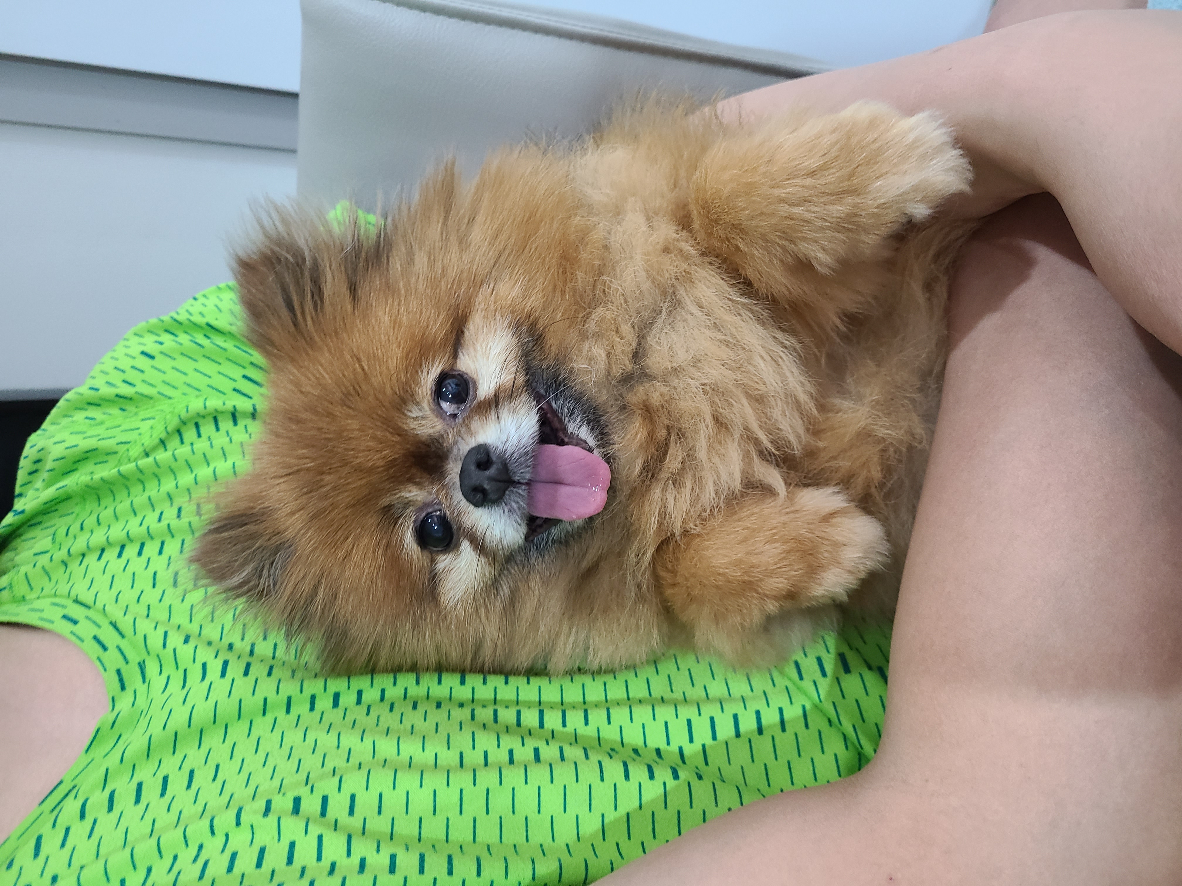 시흥번식장 홍시(포투) 입양 3년 후기입니다.