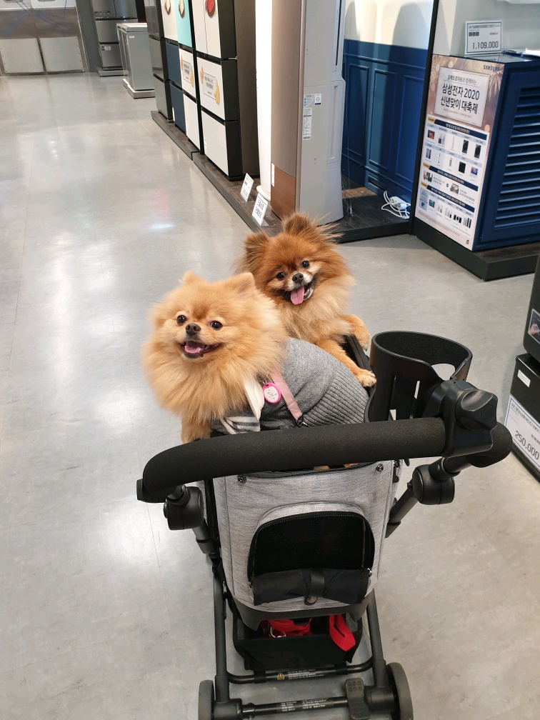 시흥번식장 홍시(포투) 입양 3년 후기입니다.