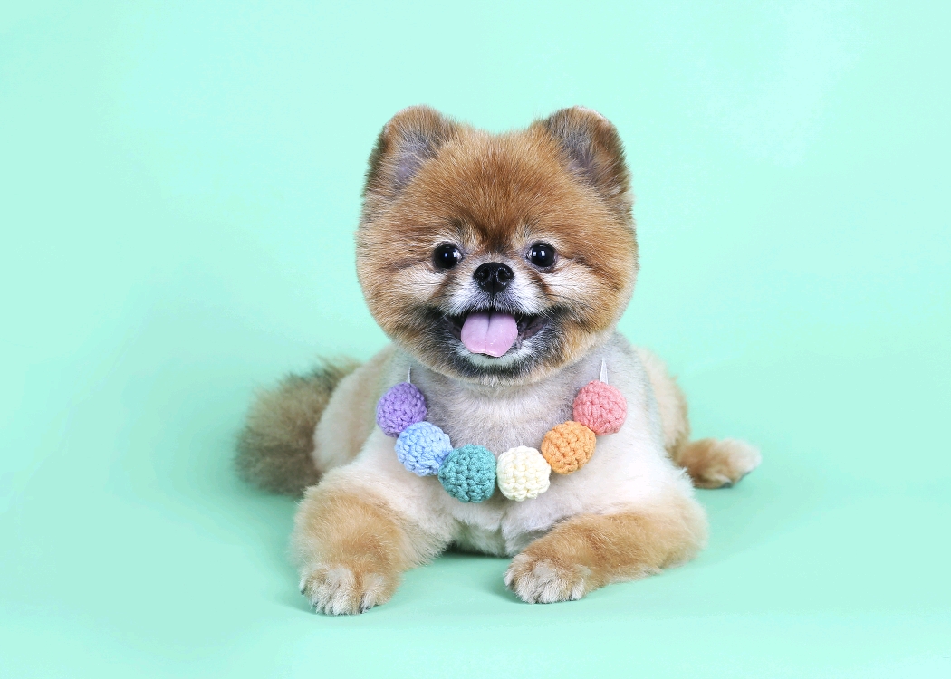 시흥번식장 홍시(포투) 입양 3년 후기입니다.