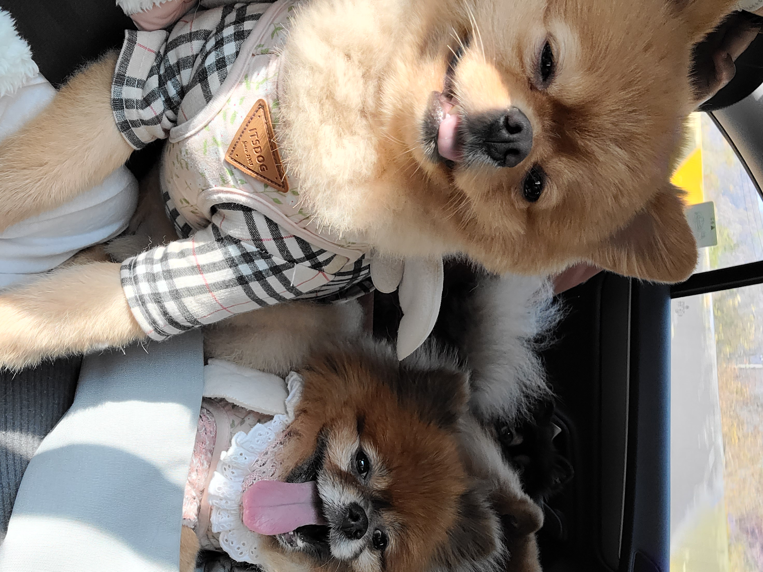 시흥번식장 홍시(포투) 입양 3년 후기입니다.