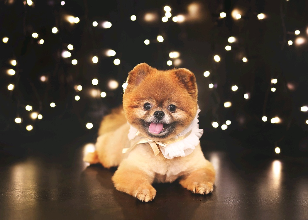 시흥번식장 홍시(포투) 입양 3년 후기입니다.