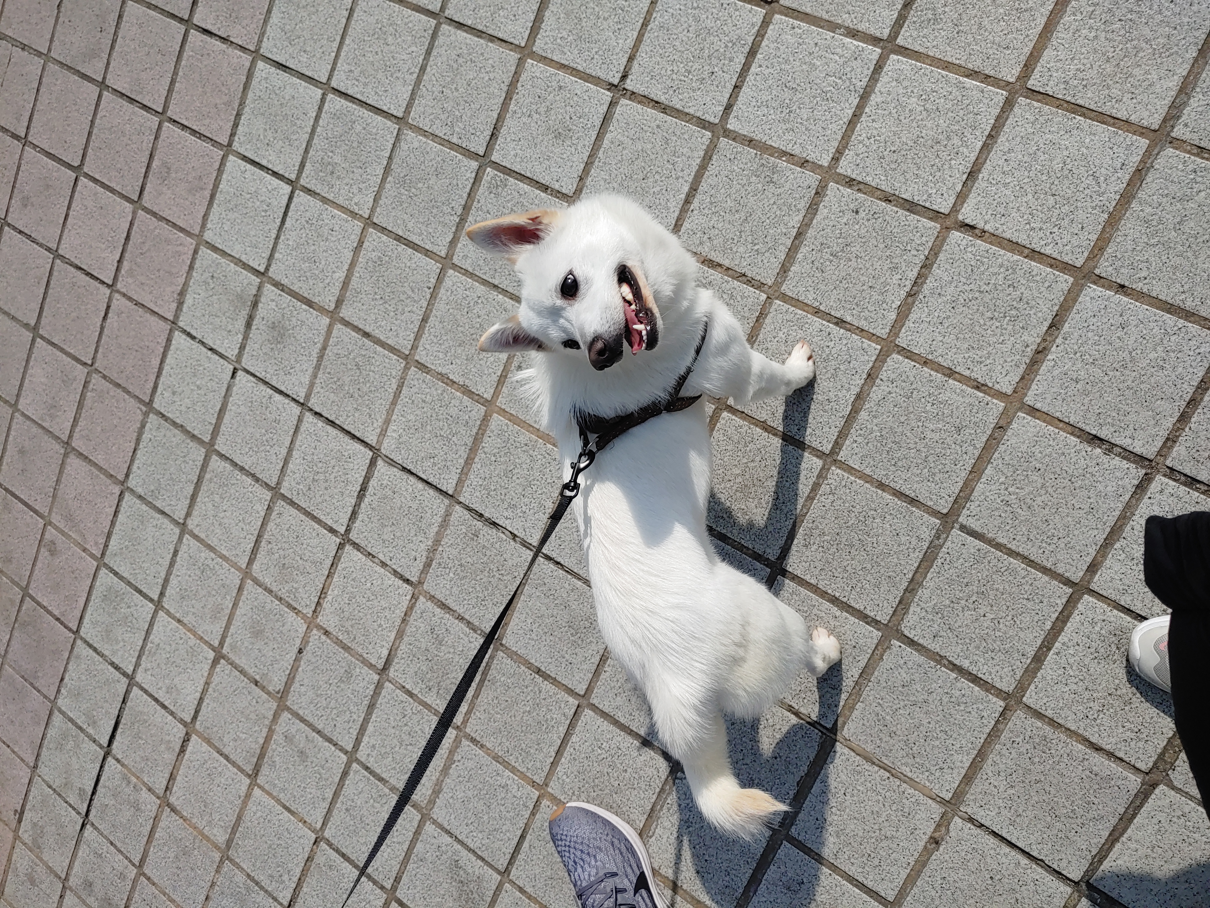 하늘이 입양 7일째(엘리나)