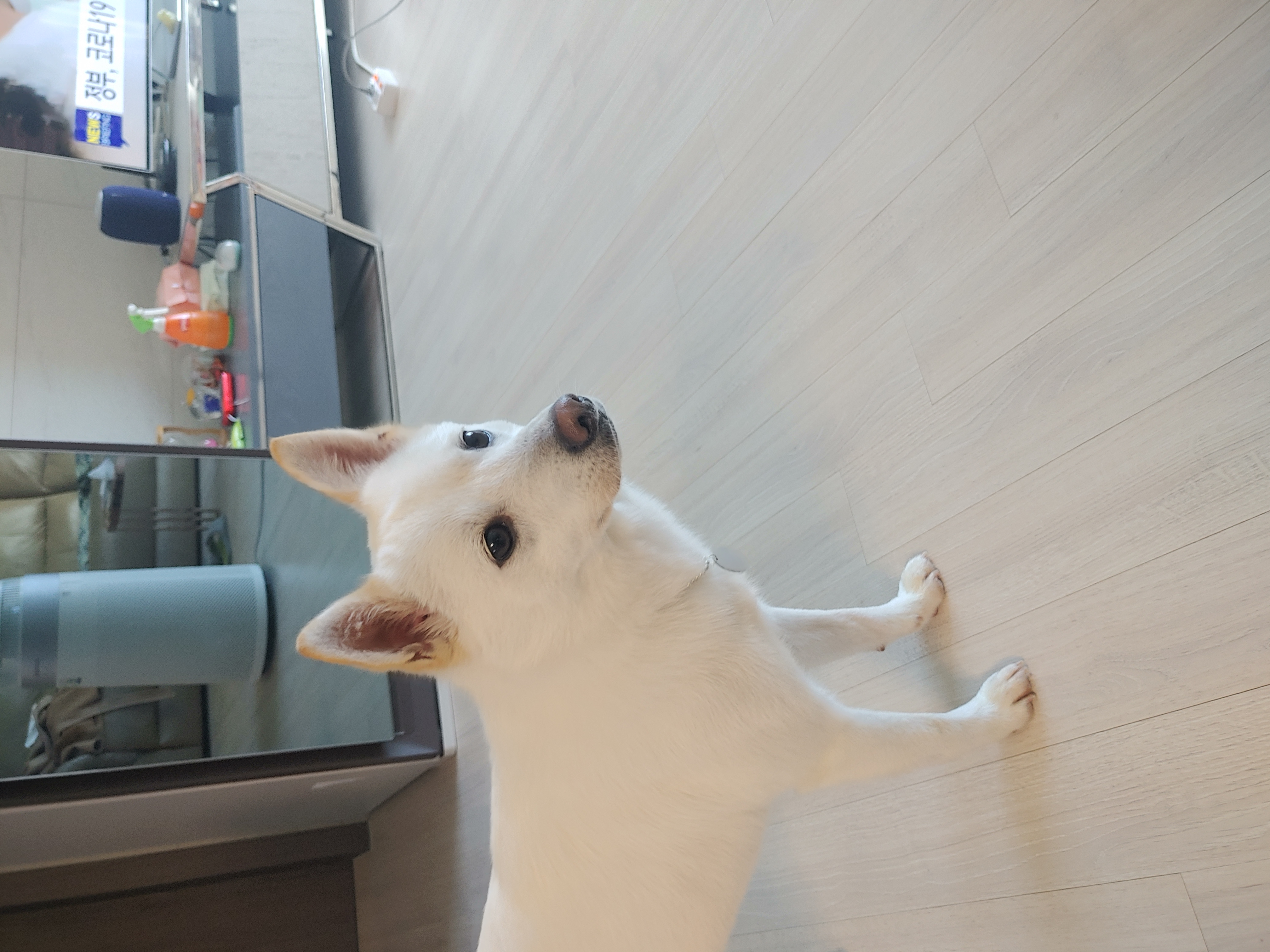 하늘이 입양 7일째(엘리나)