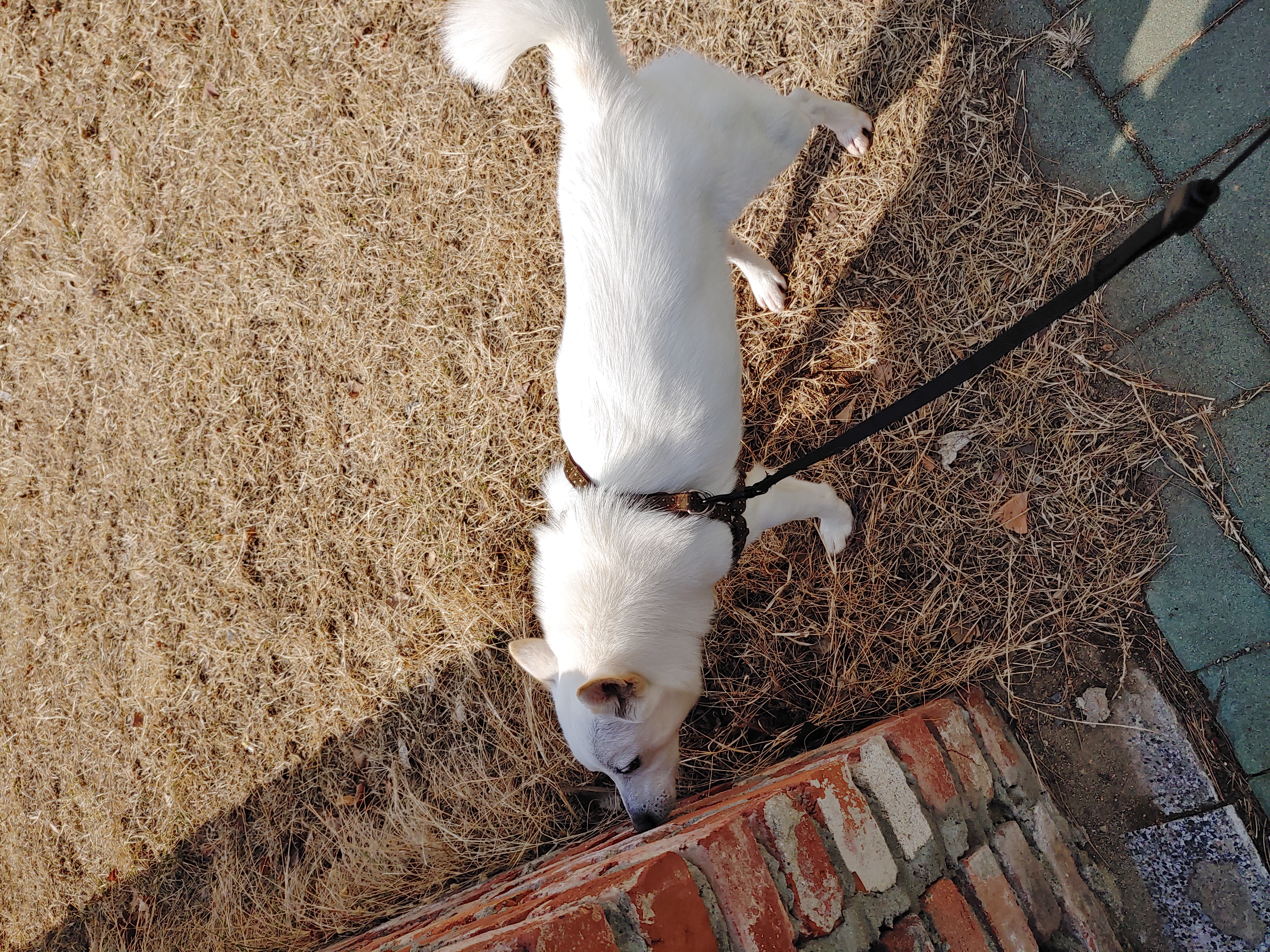 하늘이 입양 7일째(엘리나)