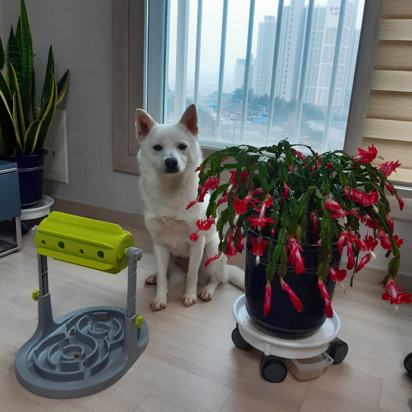 하늘이 입양 7일째(엘리나)