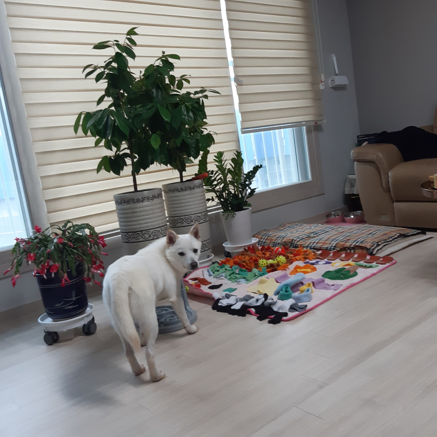 하늘이 입양 7일째(엘리나)