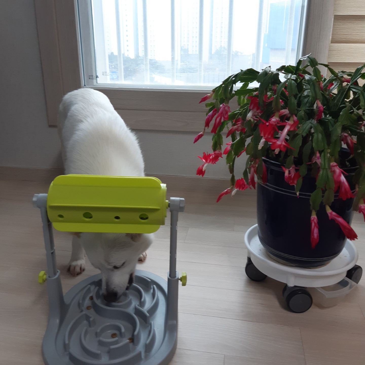 하늘이 입양 7일째(엘리나)