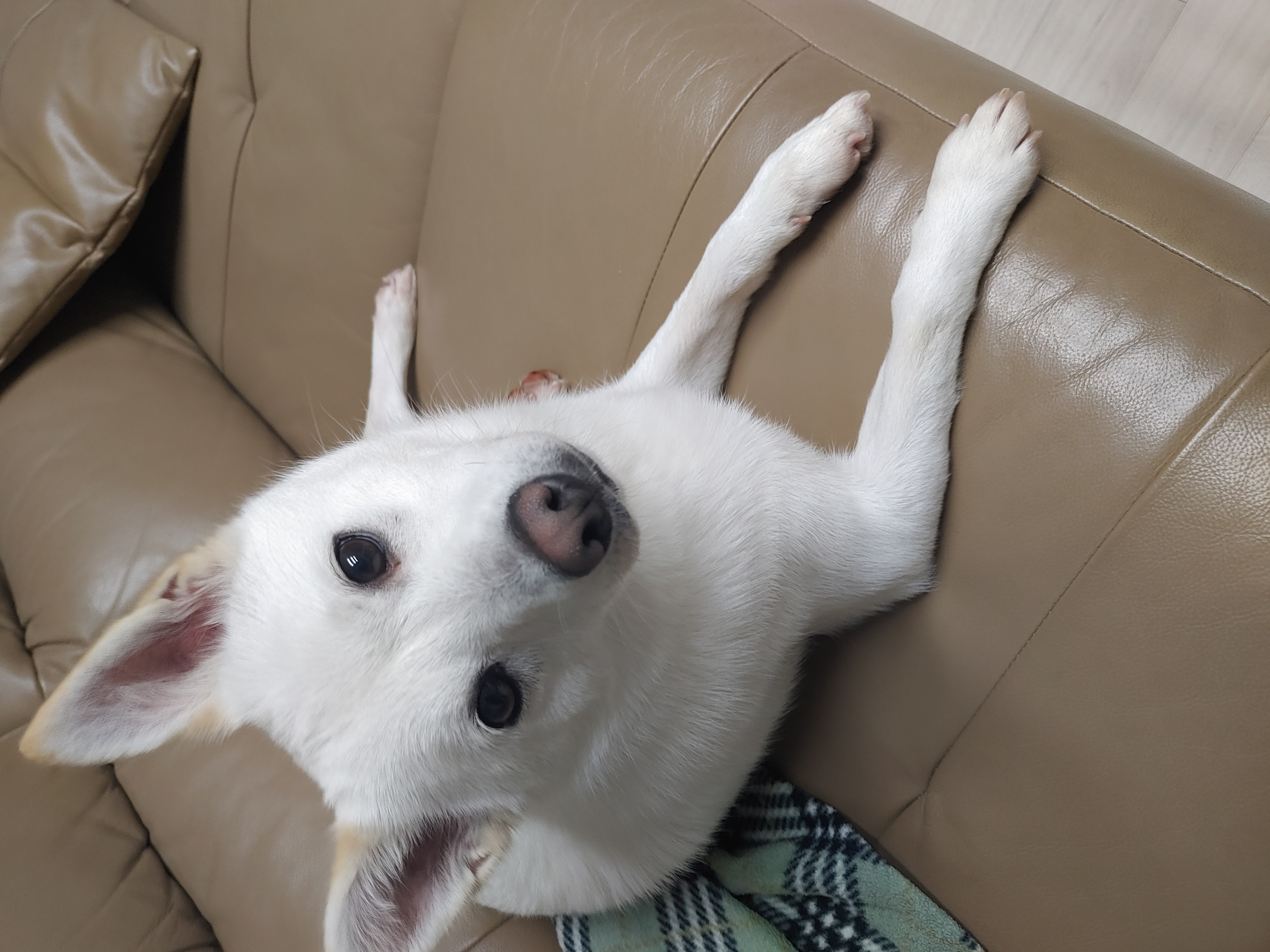 하늘이 입양 7일째(엘리나)