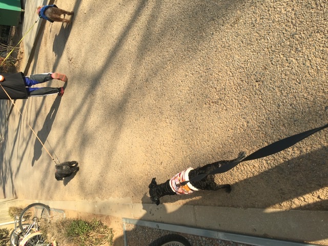 [곤지암번식장 구조견 임시보호중] 릴리(곤지암-12)는 완벽한 산책멍이!