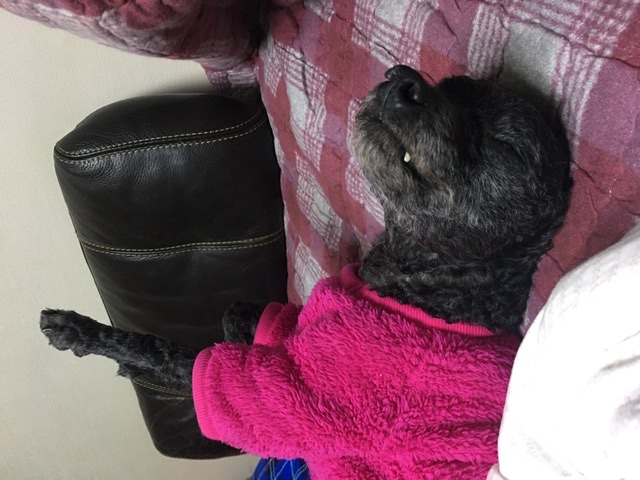 [곤지암번식장 구조견 임시보호중] 릴리(곤지암-12)는 완벽한 산책멍이!