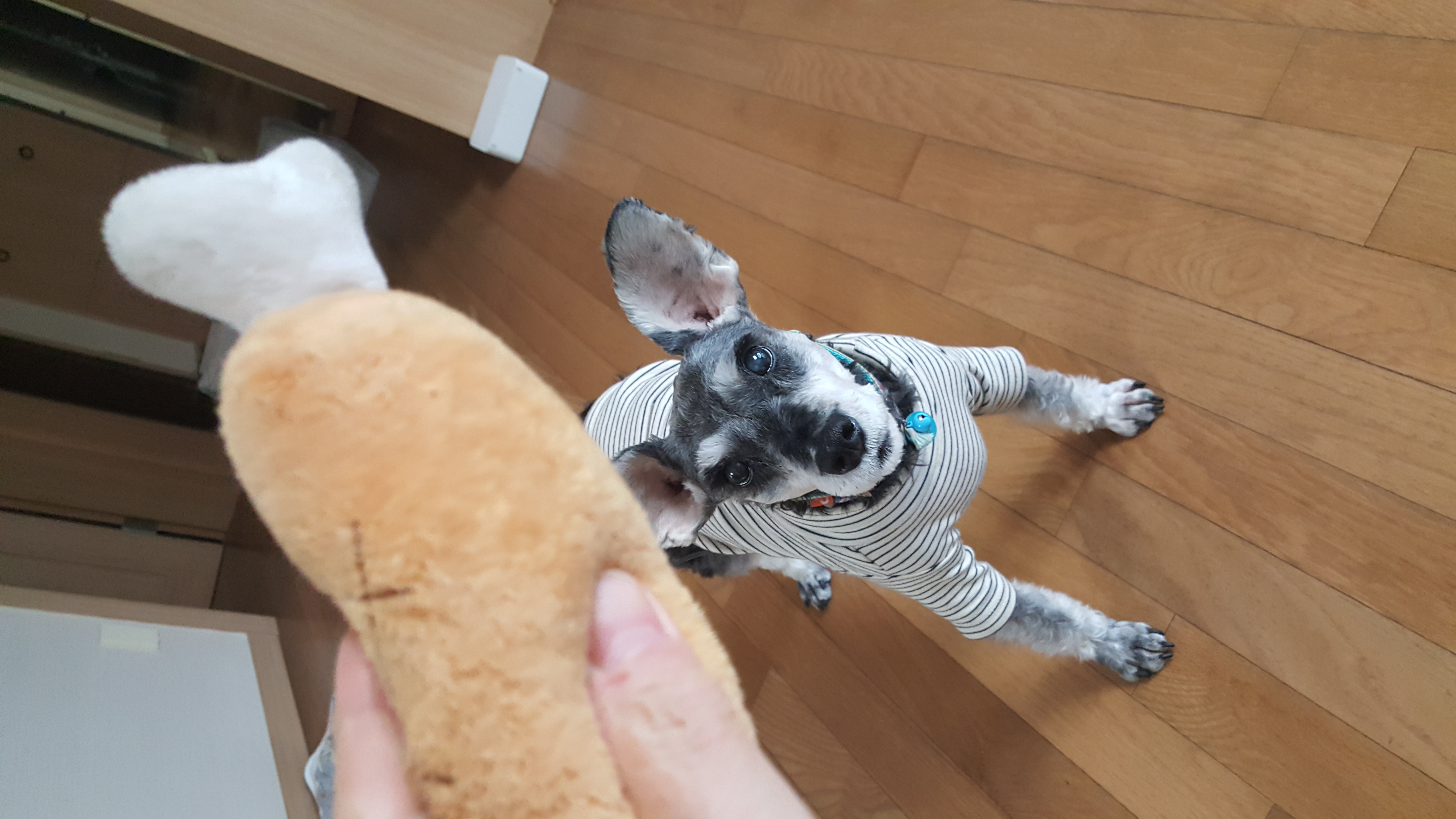 ♡슈나우저하몽 임보일기입니다♡