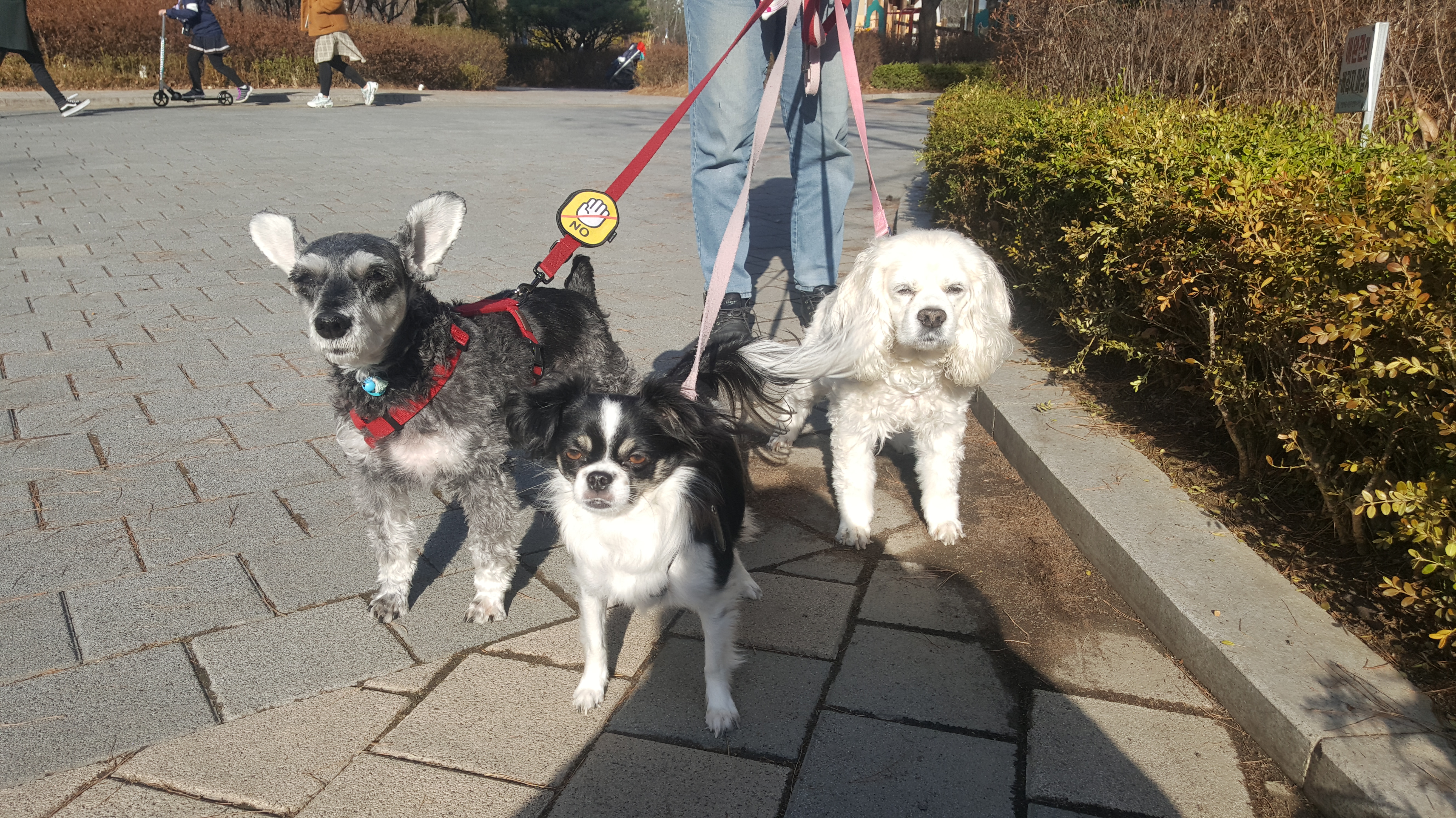 ♡슈나우저하몽 임보일기입니다♡