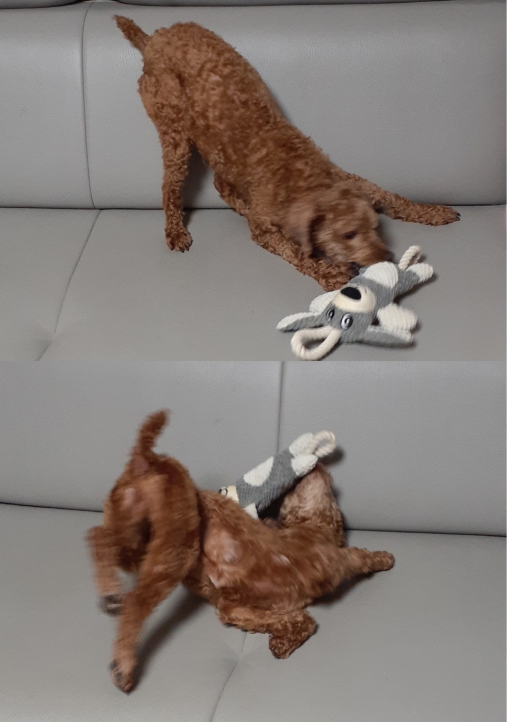 다올이가 된 푸미