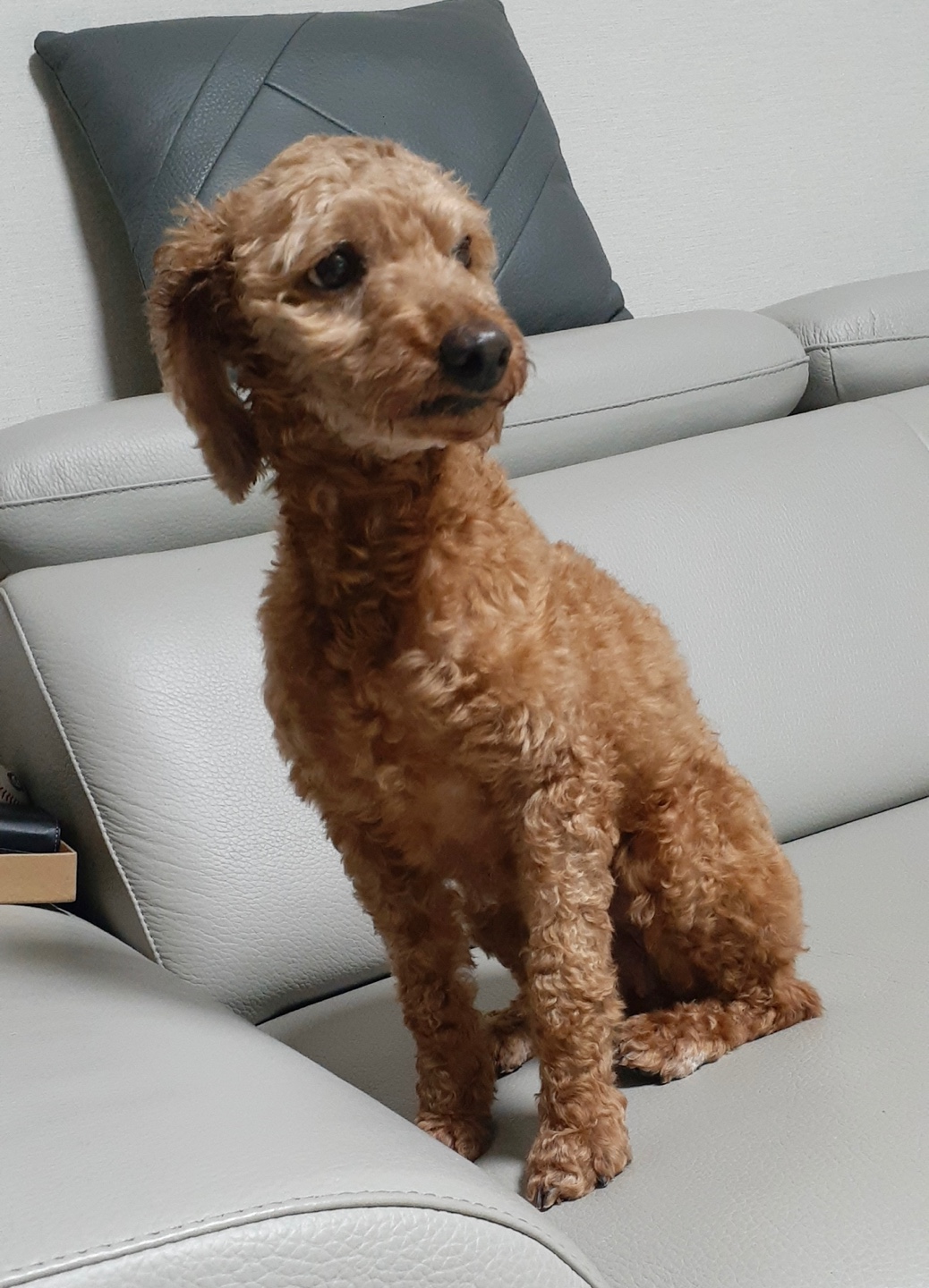 다올이가 된 푸미