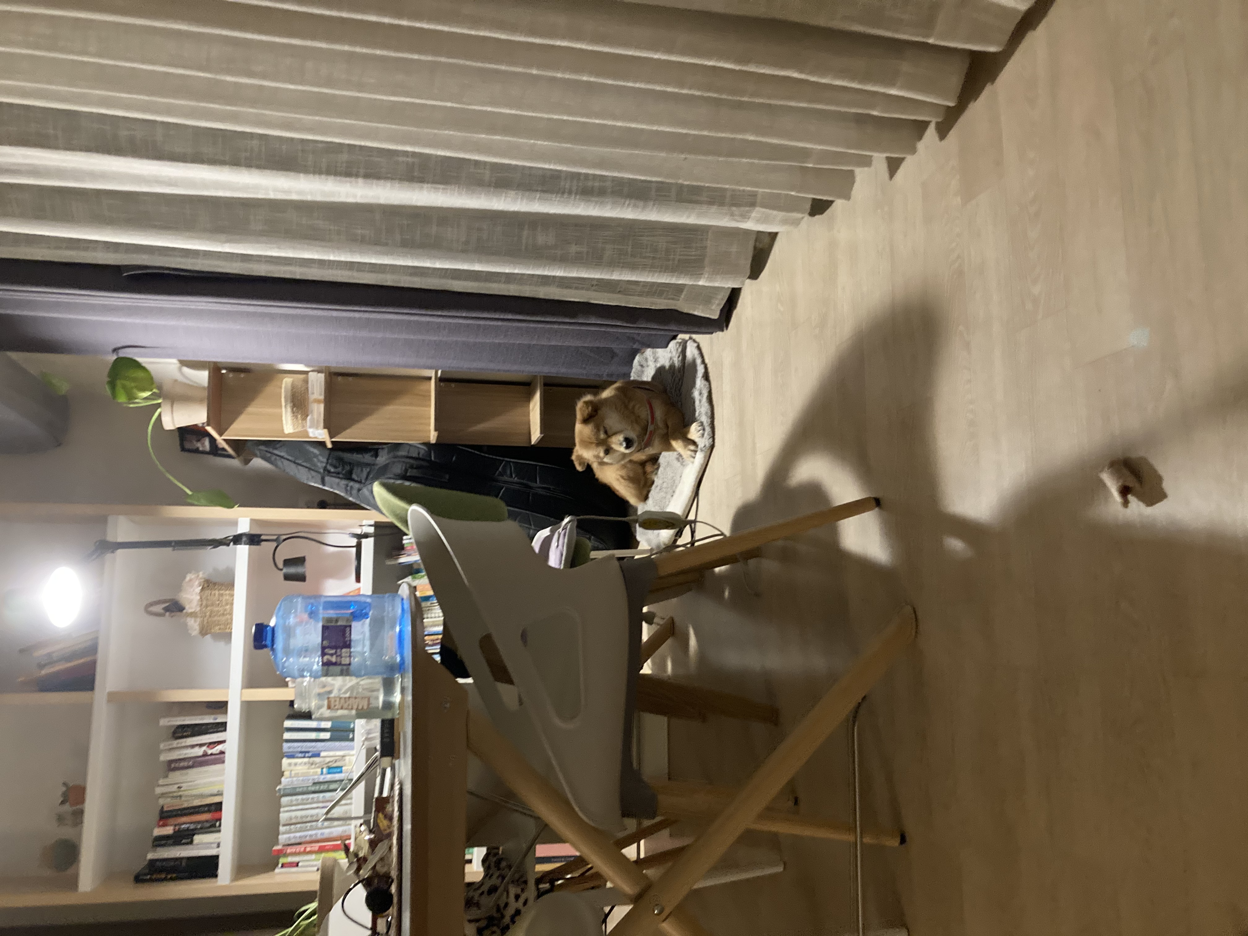 금까 소식입니다