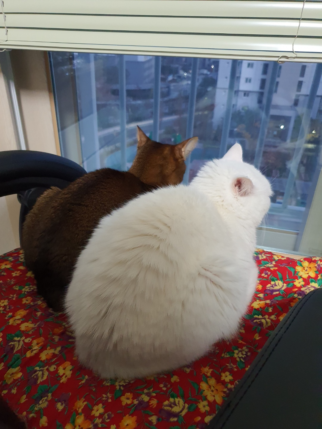 뽈이 소식 4년 만에 전하네요