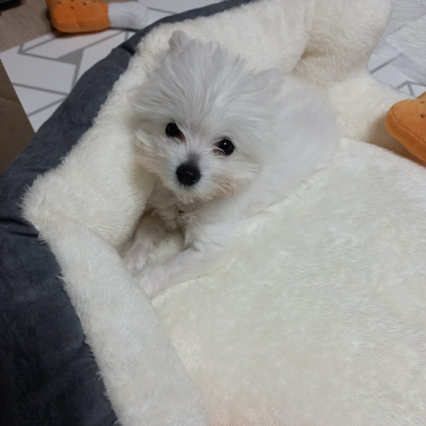 곤지암 그오(봄이) 1차 첫 후기입니다~!