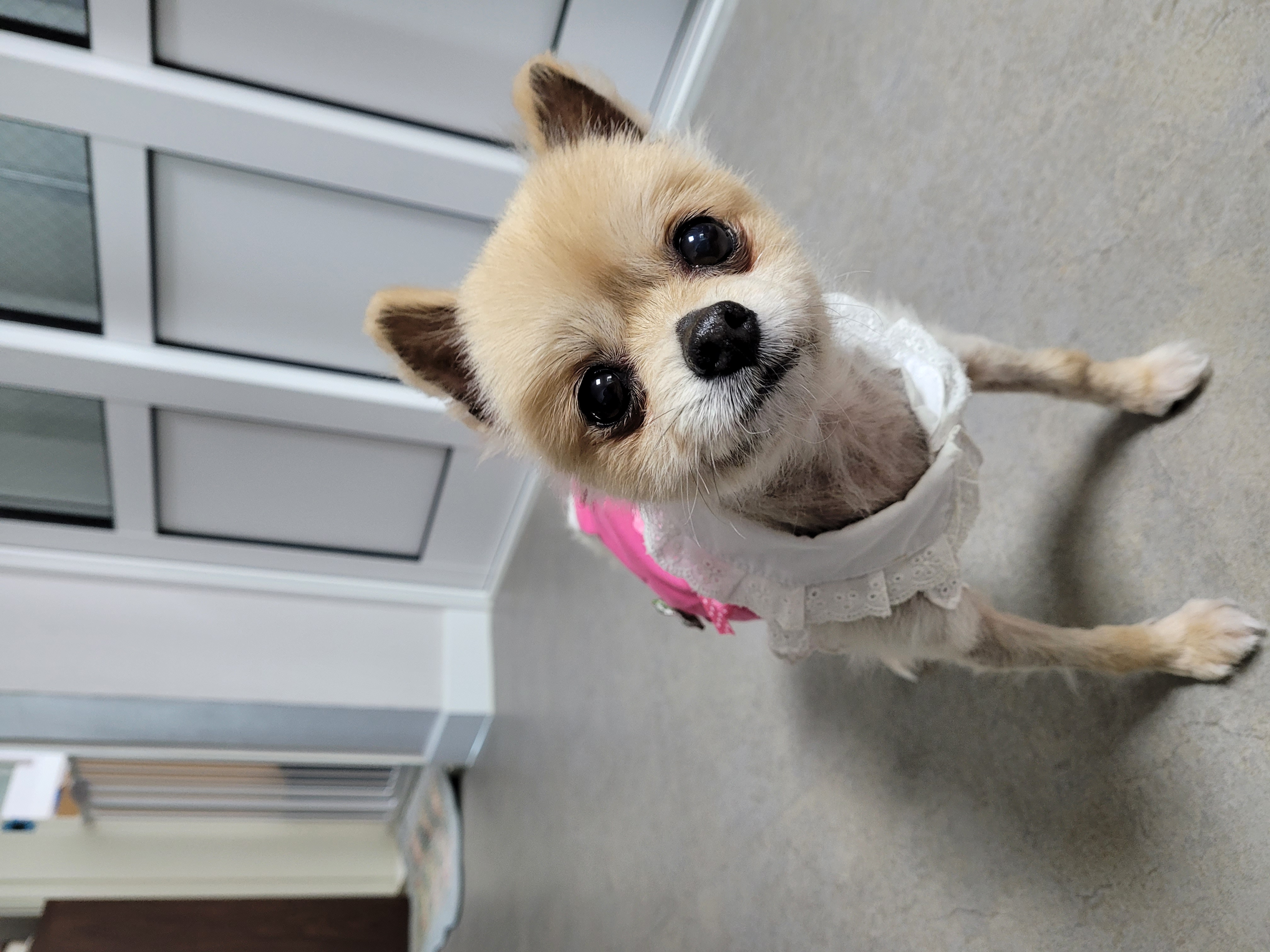 곤지암28(밤톨이) 호강이 입양 일주일