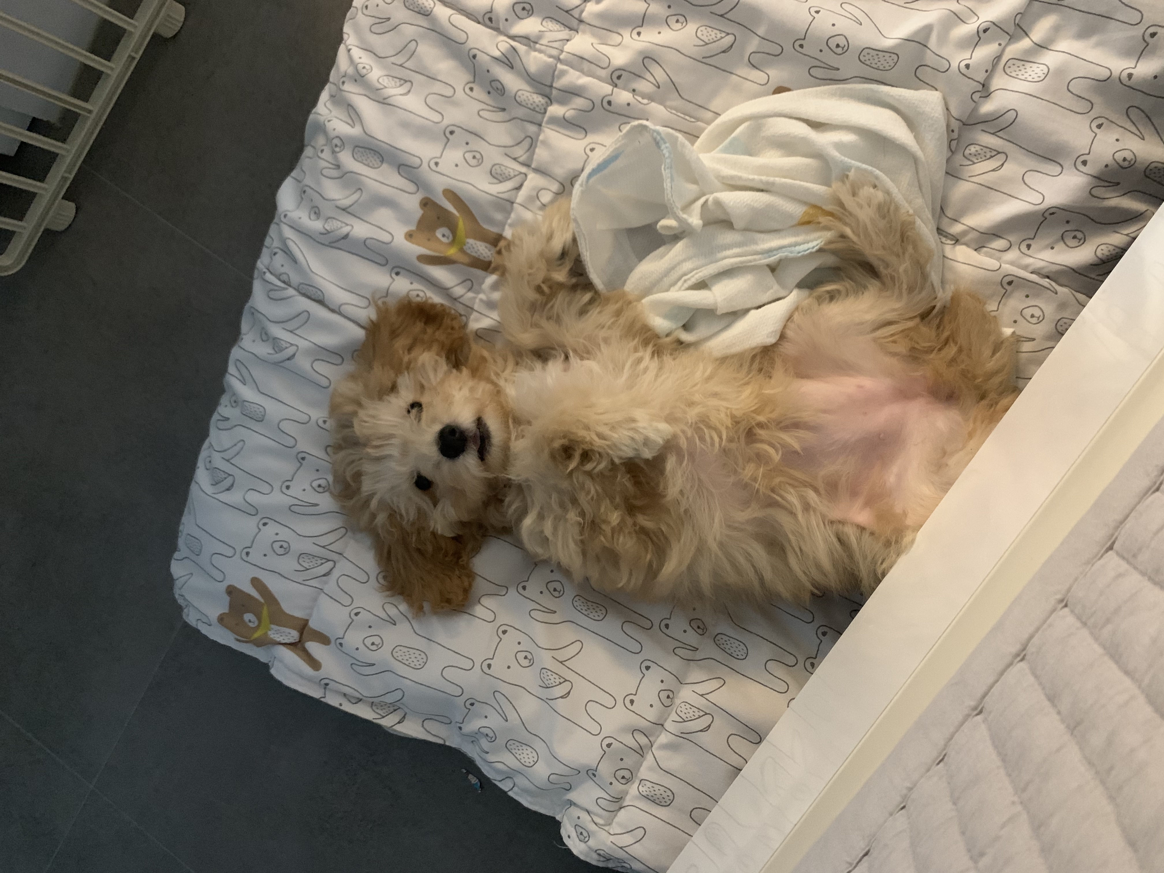 해이랑 가족된지 한달 되었어요~