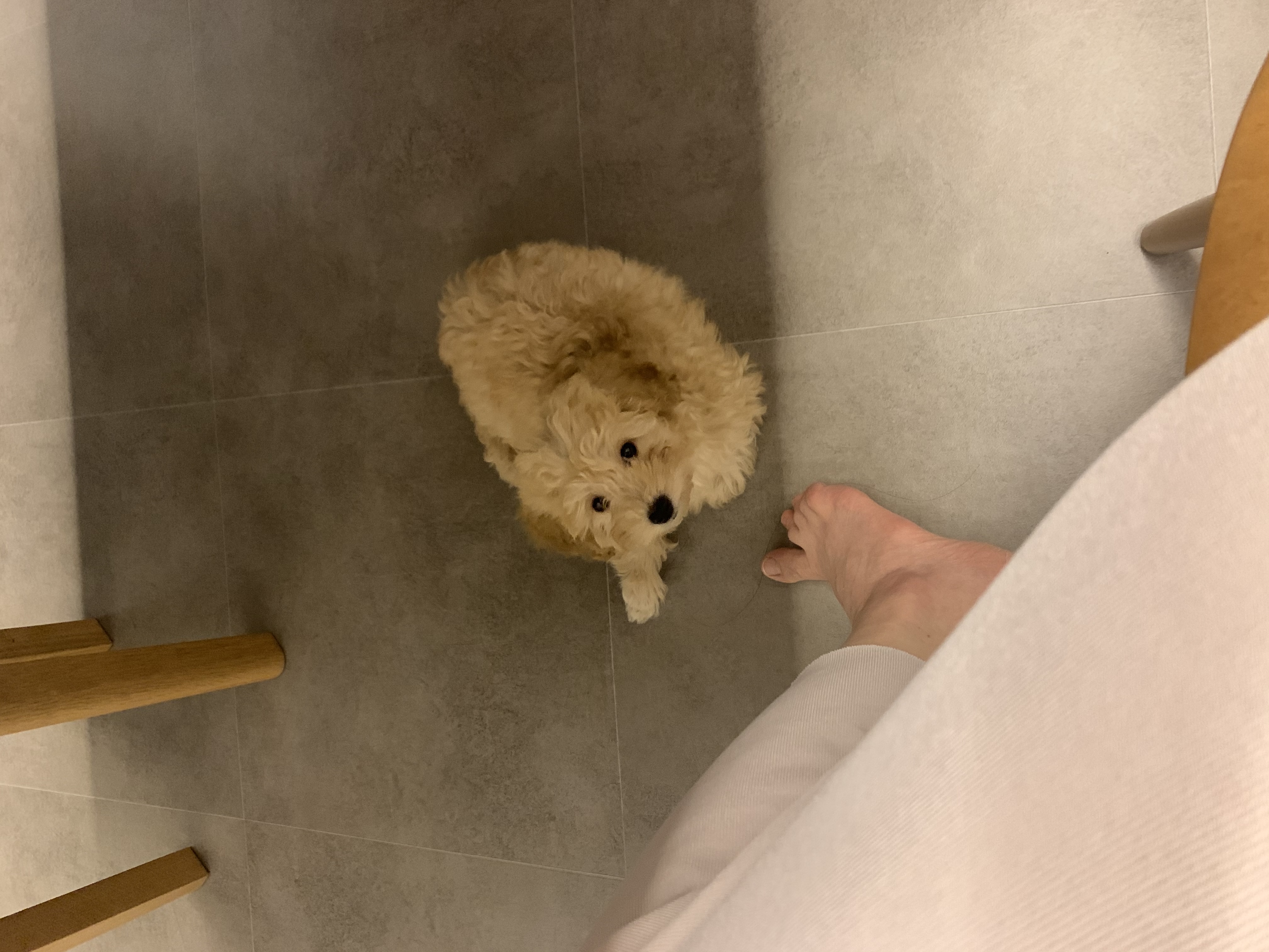 해이랑 가족된지 한달 되었어요~