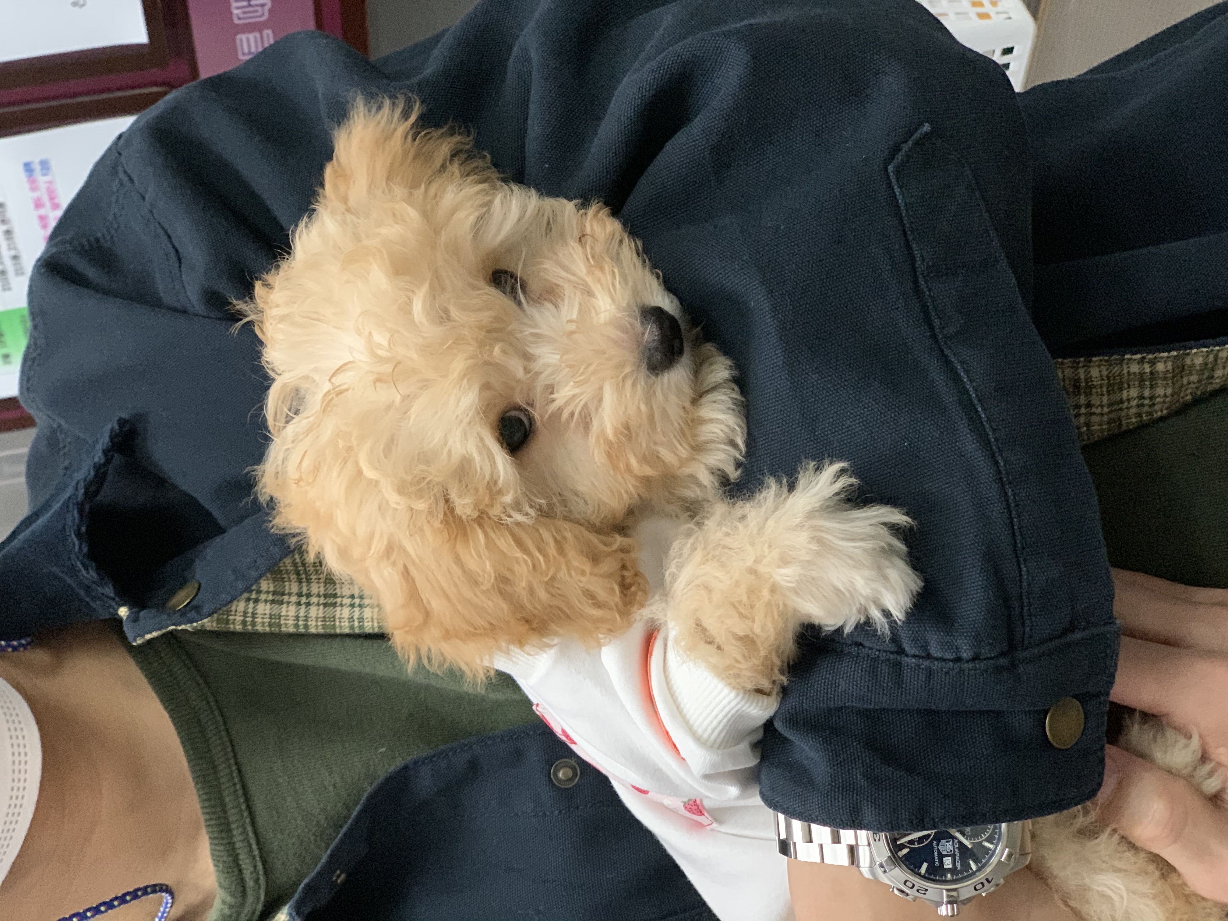 해이랑 가족된지 한달 되었어요~