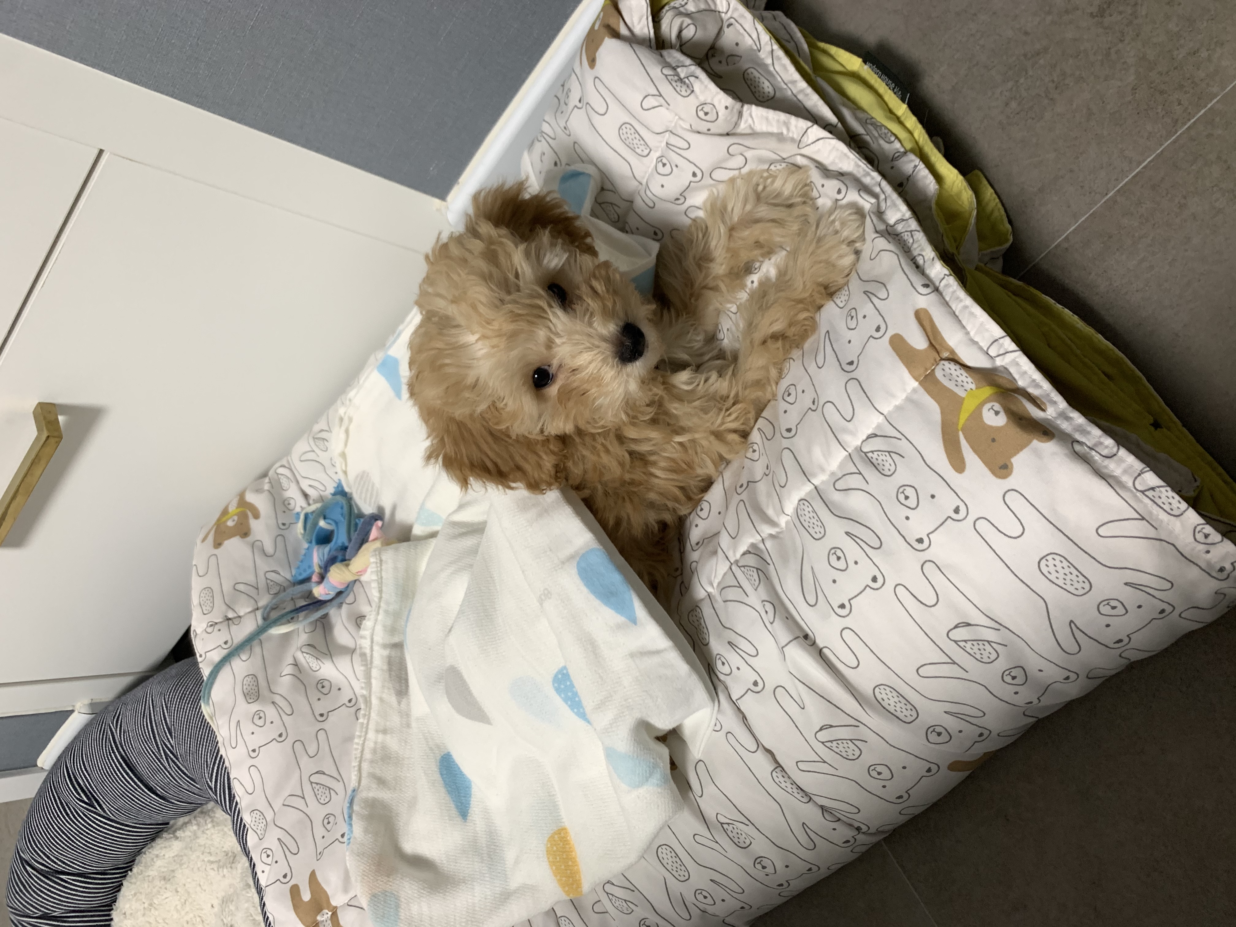 해이랑 가족된지 한달 되었어요~