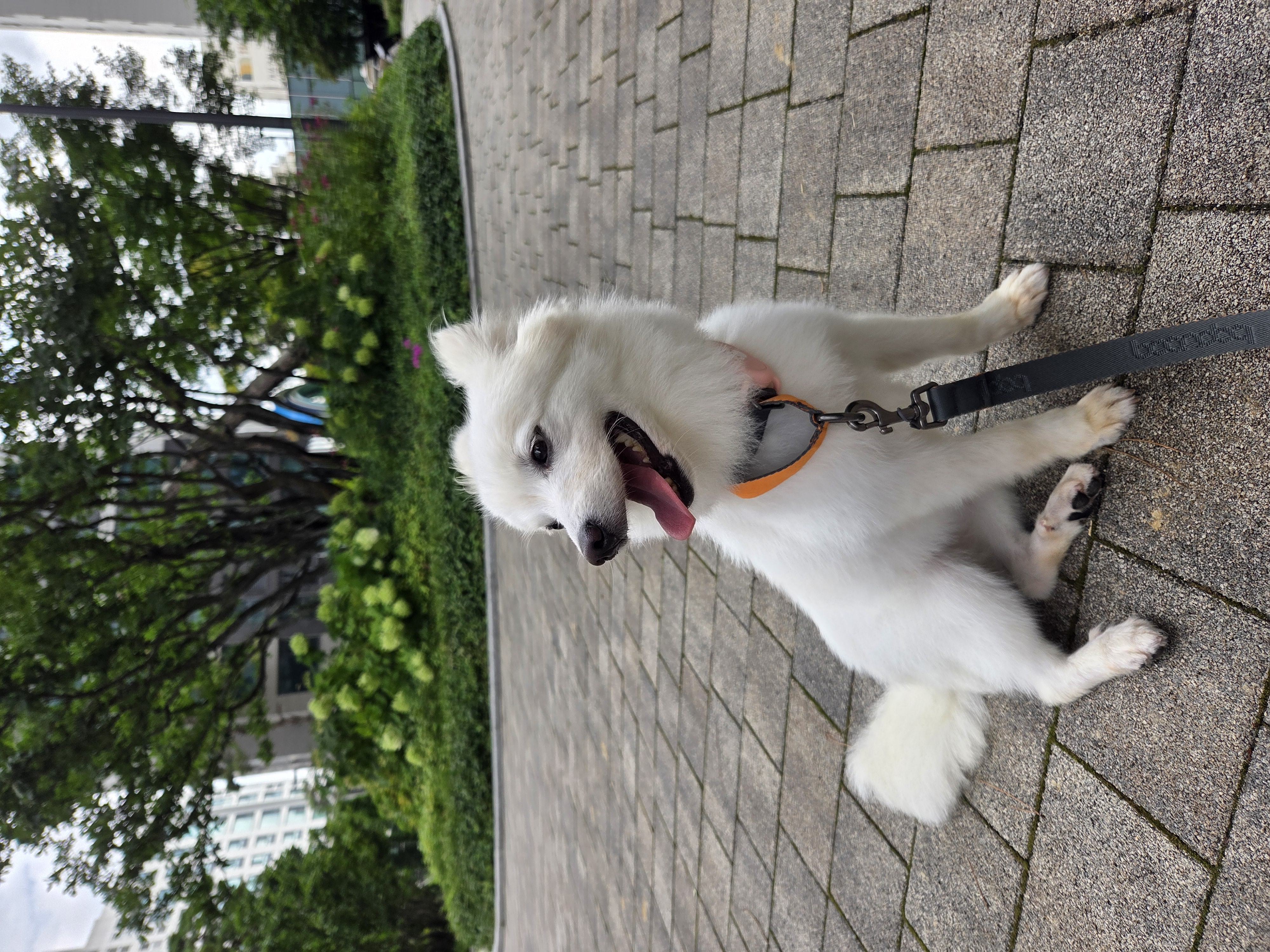 리유 임보 일주일차 🤍