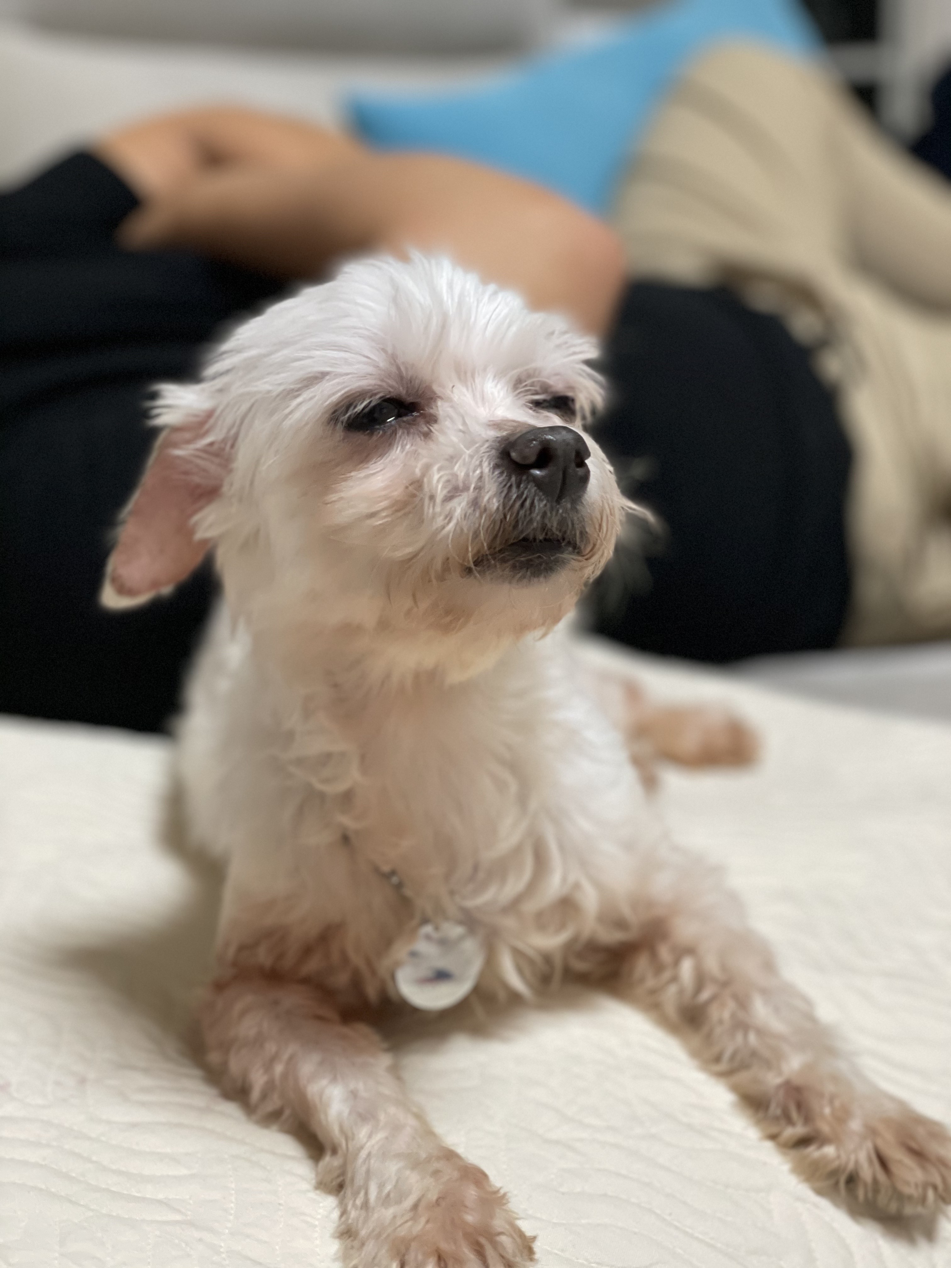 곤지암 콩순이(조이) 입양 후 일주일 :)