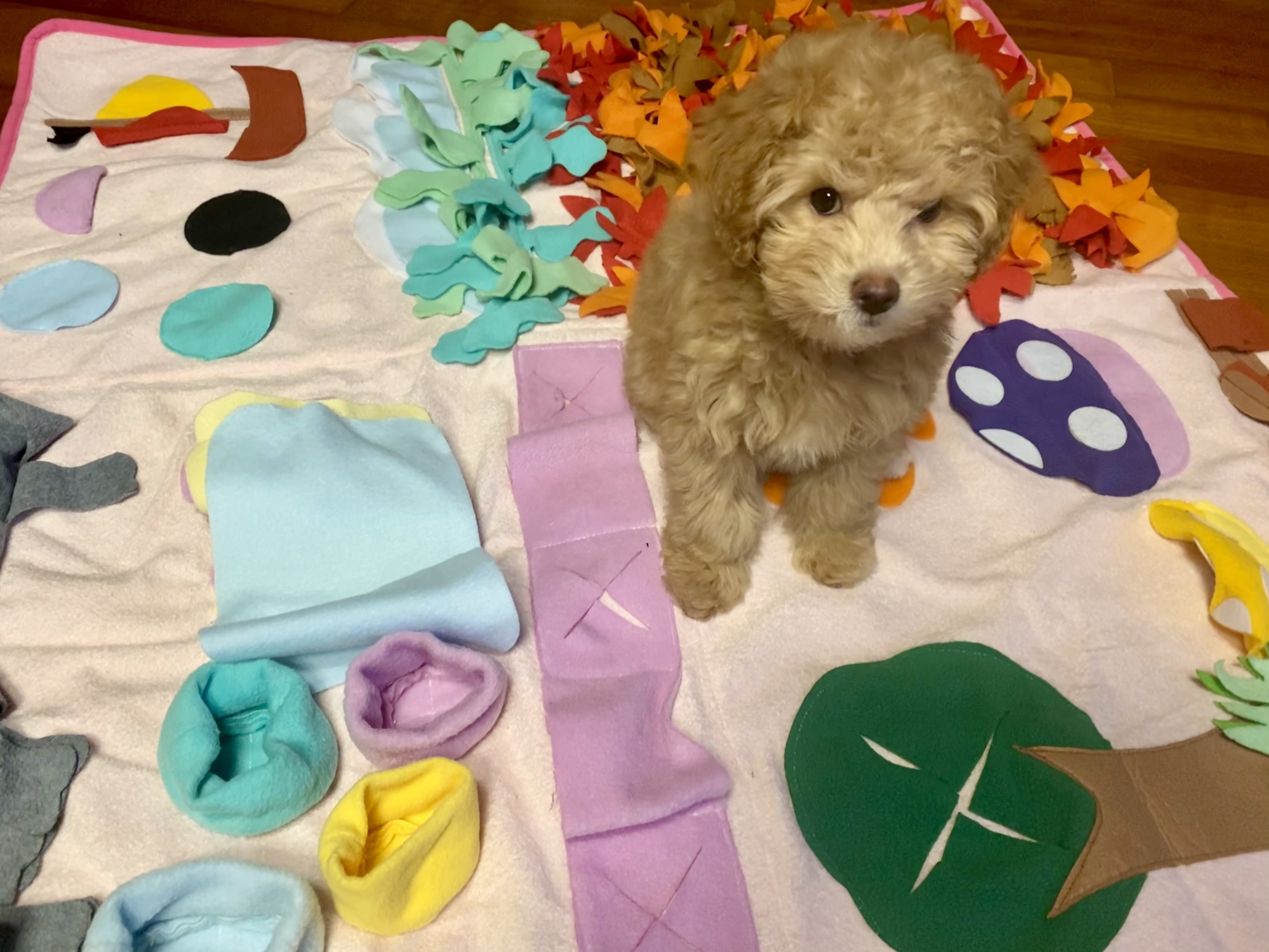 랑이(곤지암 해사) 3주차