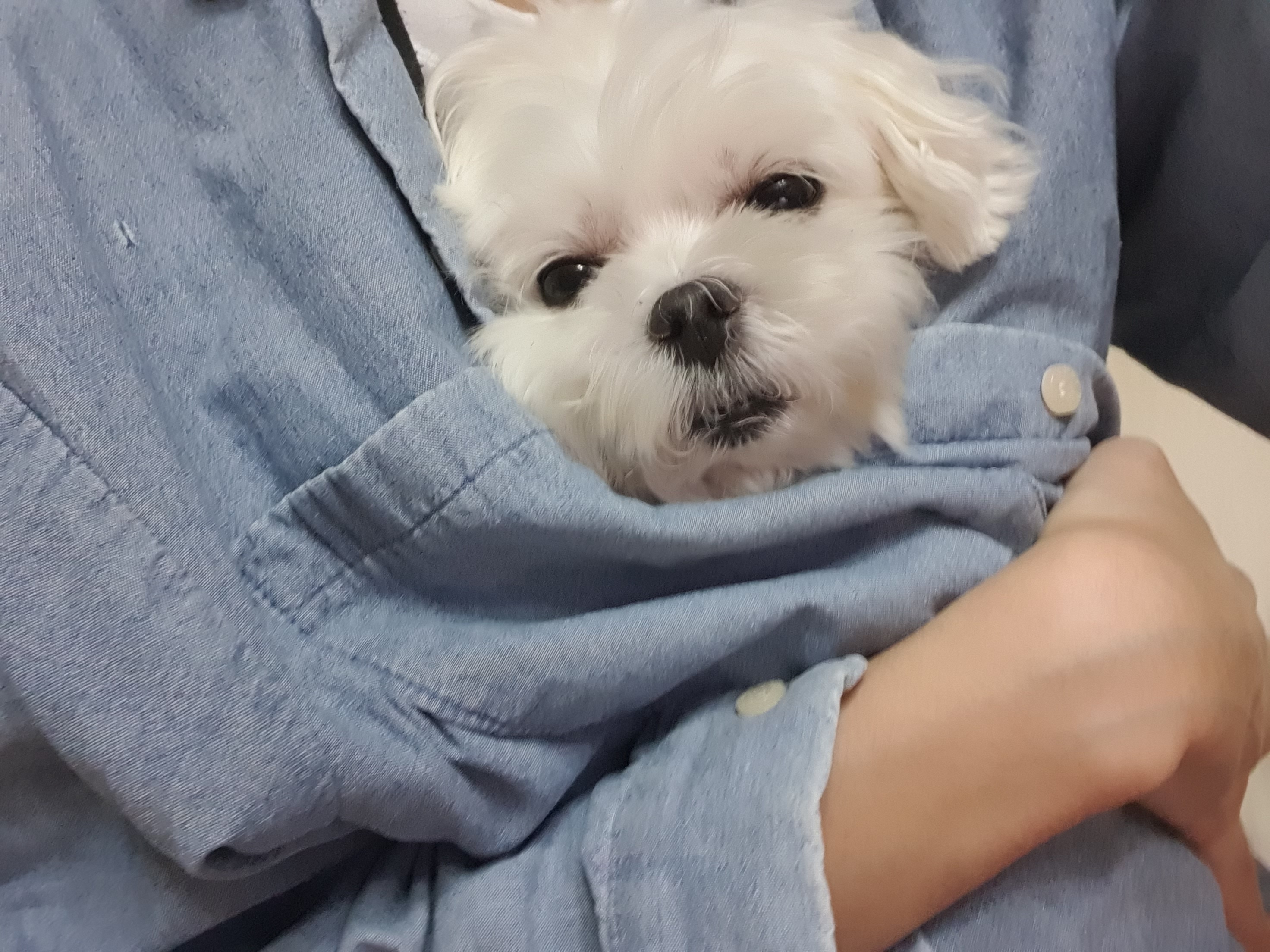 시흥강아지공장 구조견 뽀야 근황입니다!