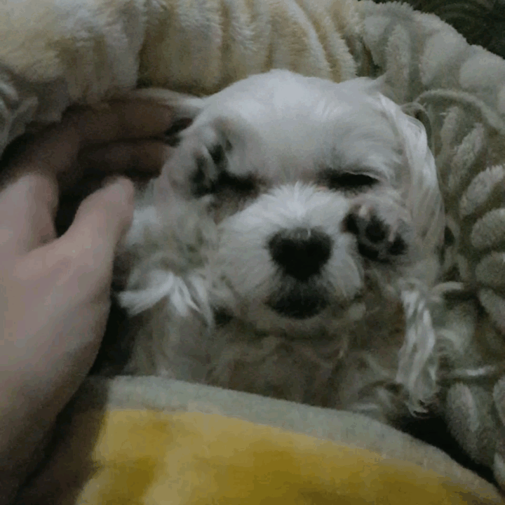 시흥강아지공장 구조견 뽀야 근황입니다!