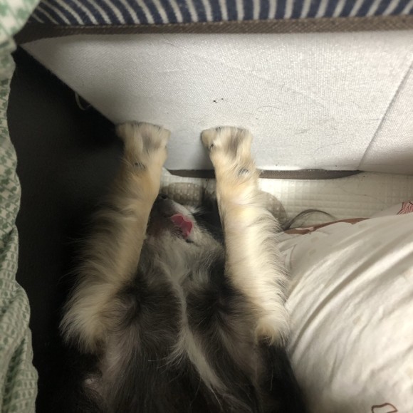 구 드림 현 아담이와 2주년이에요~!