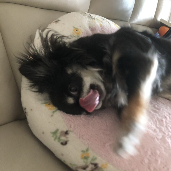 구 드림 현 아담이와 2주년이에요~!