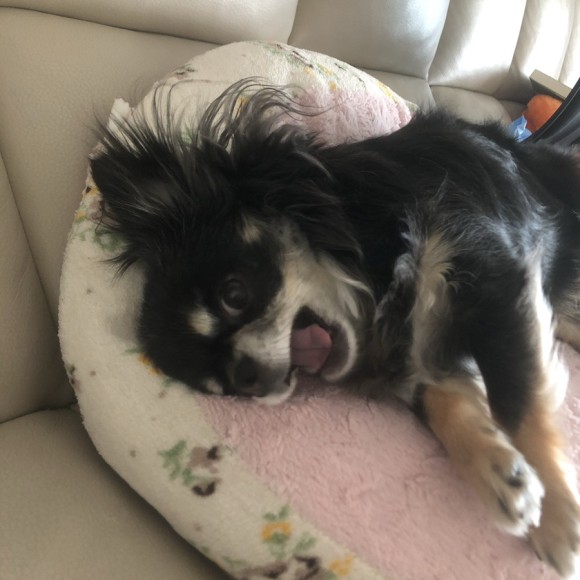 구 드림 현 아담이와 2주년이에요~!