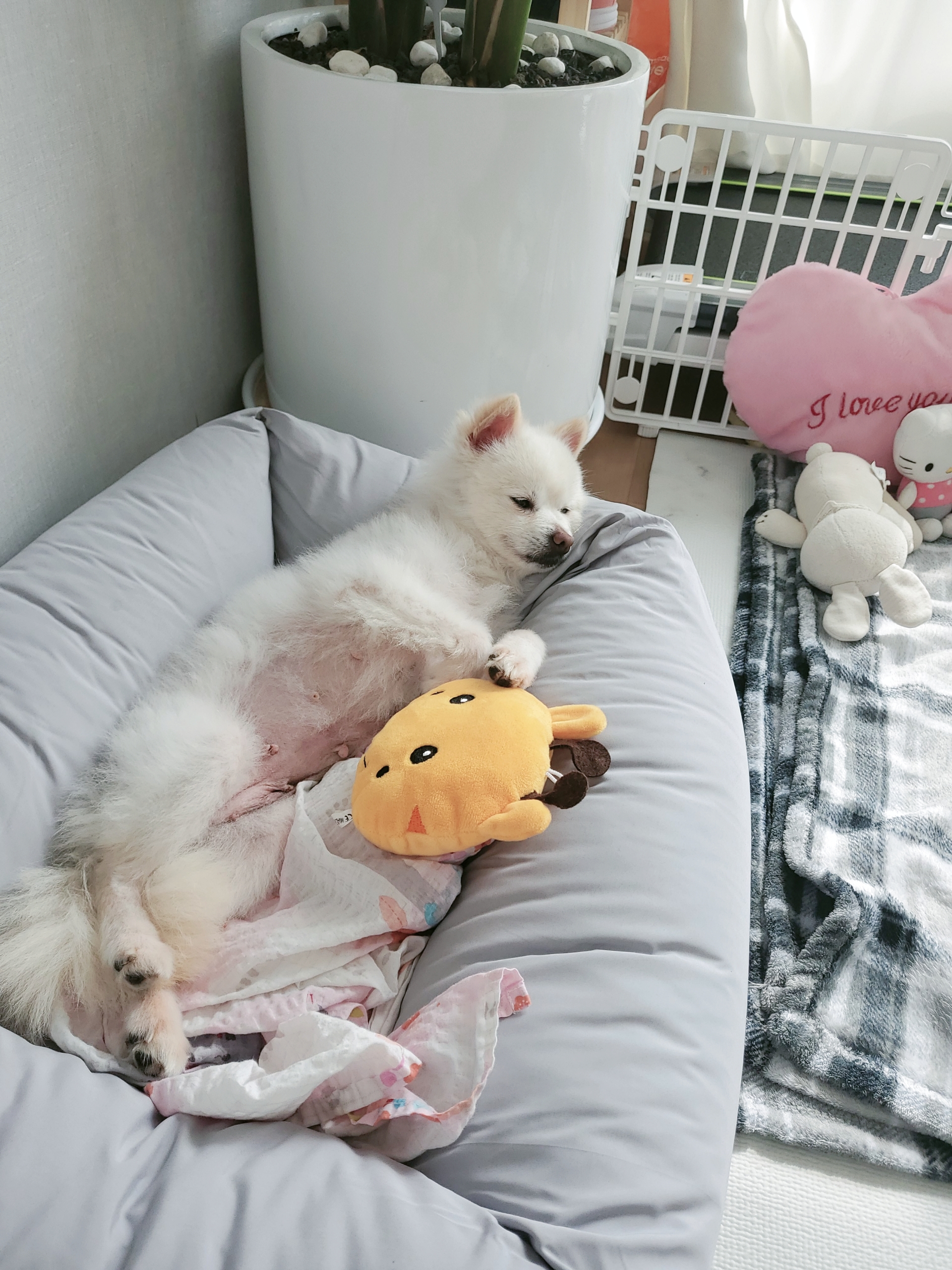 봄이(곤지암구조견 꿀밤이)입양1주차