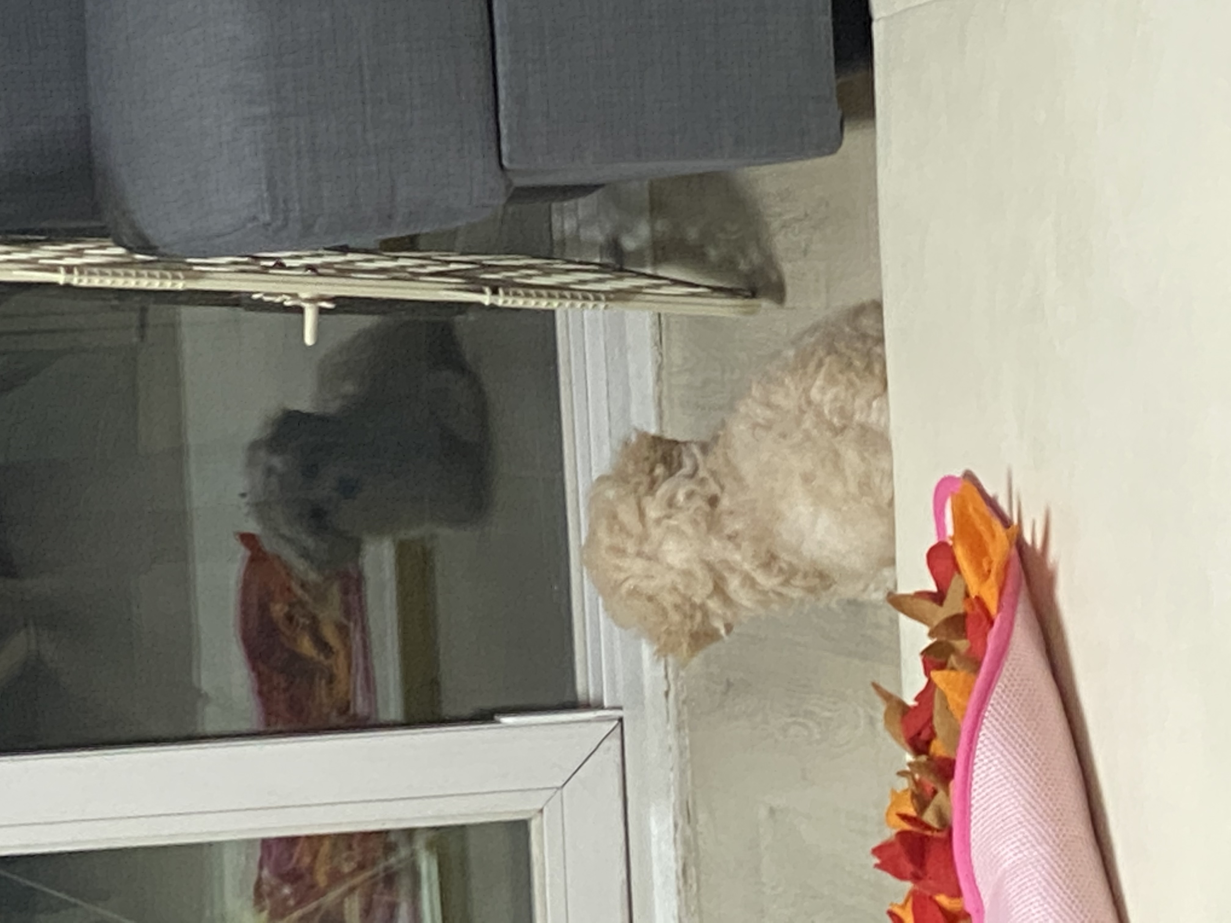 심쿵이네 일주일!(곤지암_연지)