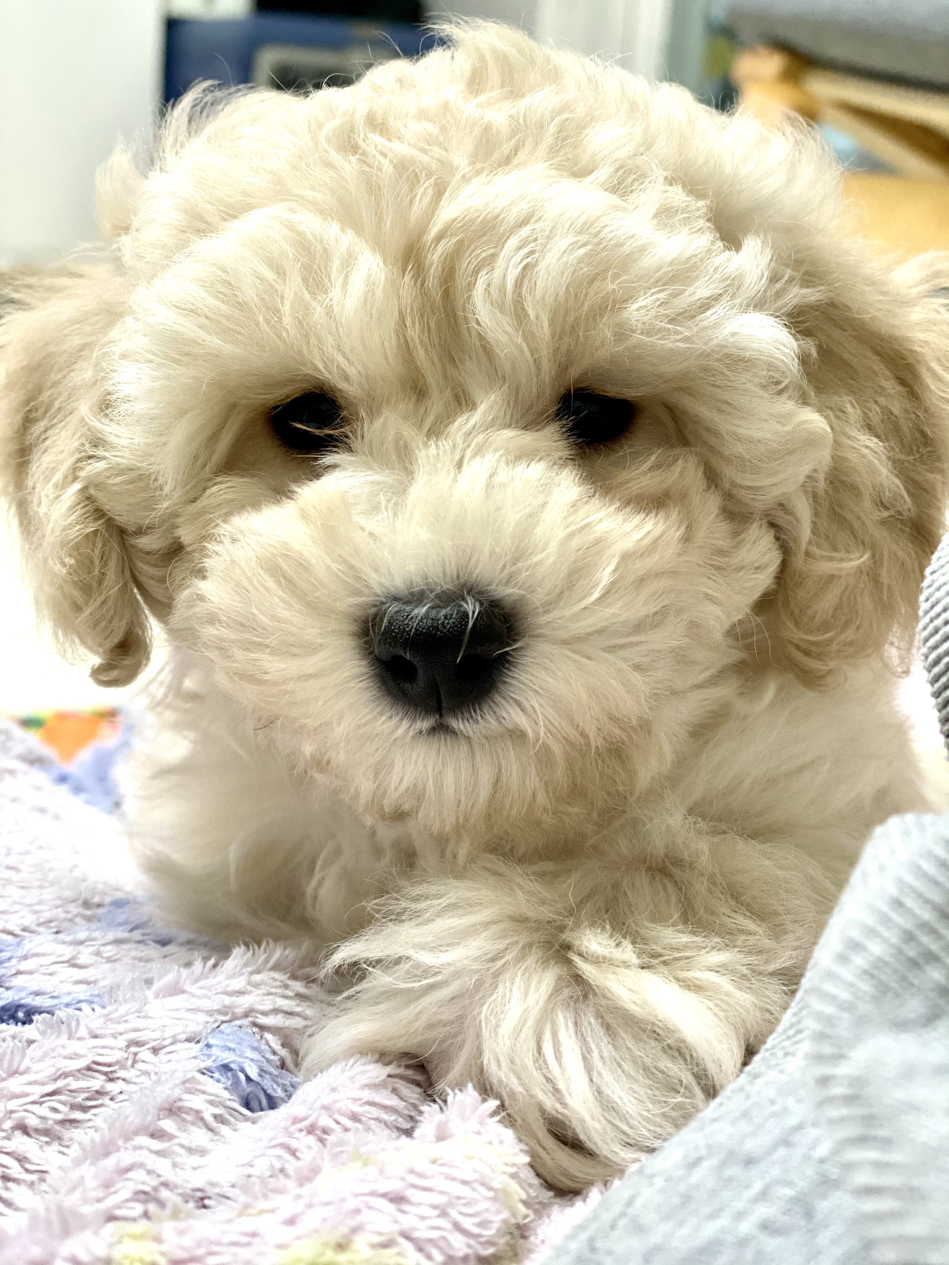 심쿵이네 일주일!(곤지암_연지)