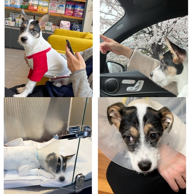 마네(빈스) 3개월차 입양후기