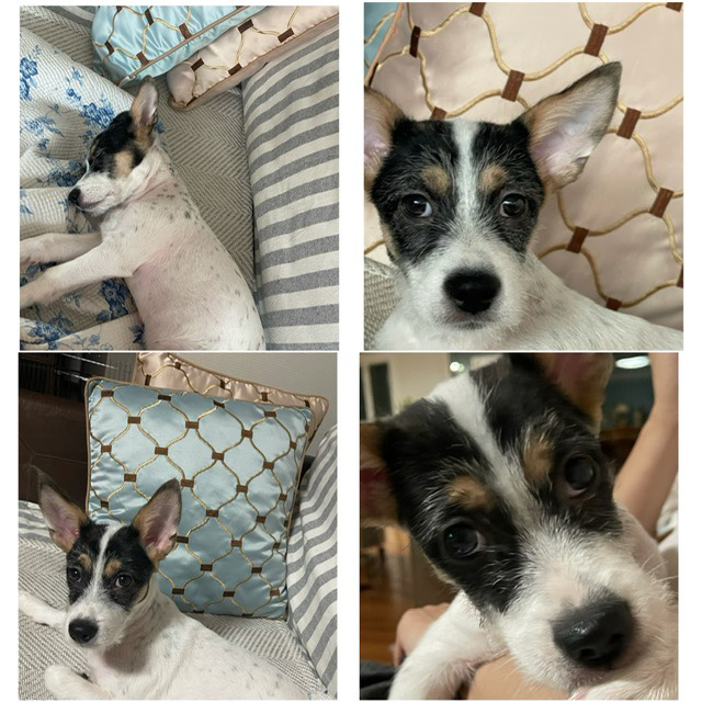 마네(빈스) 3개월차 입양후기