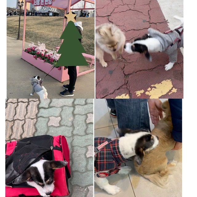 마네(빈스) 3개월차 입양후기